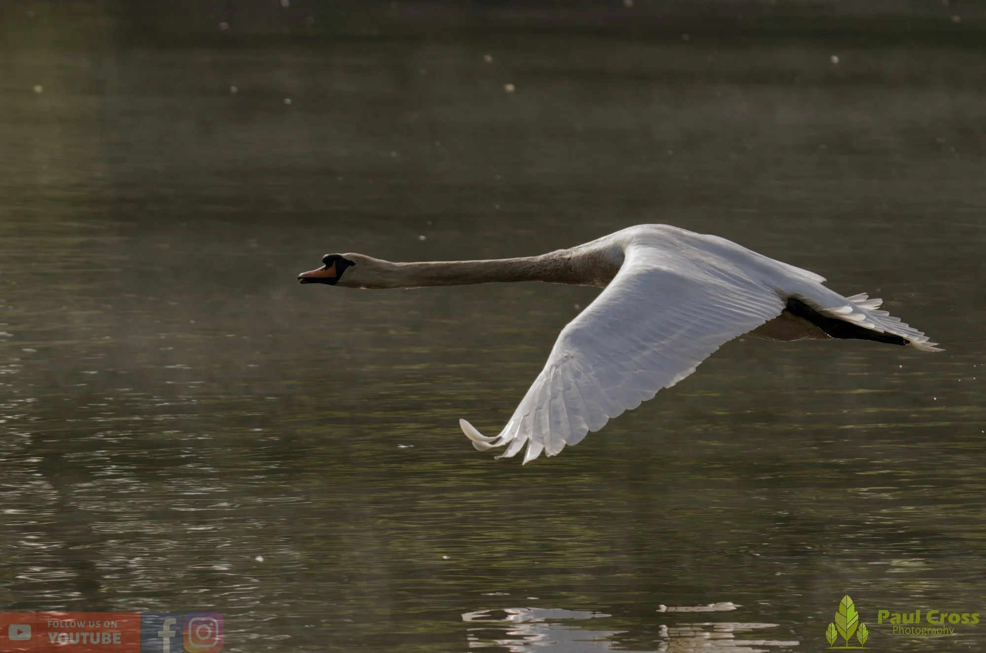 Mute Swan-00296.jpg