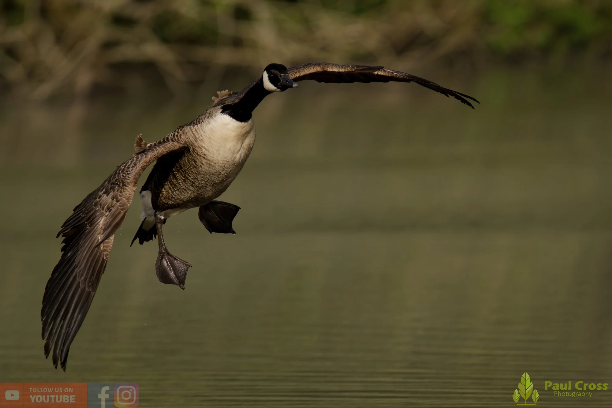 Canada Goose-00140.jpg