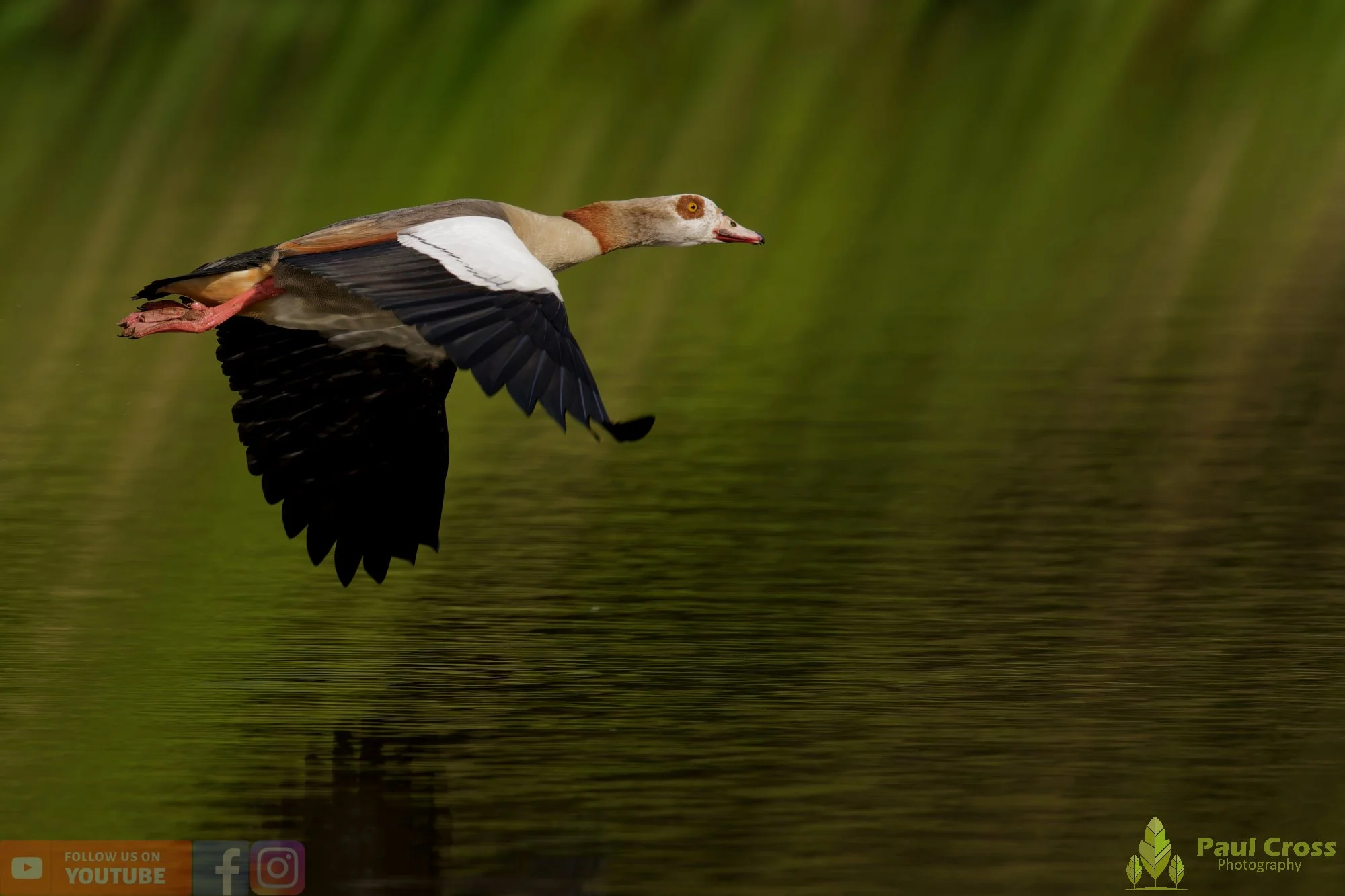 Egyptian Goose-00130.jpg