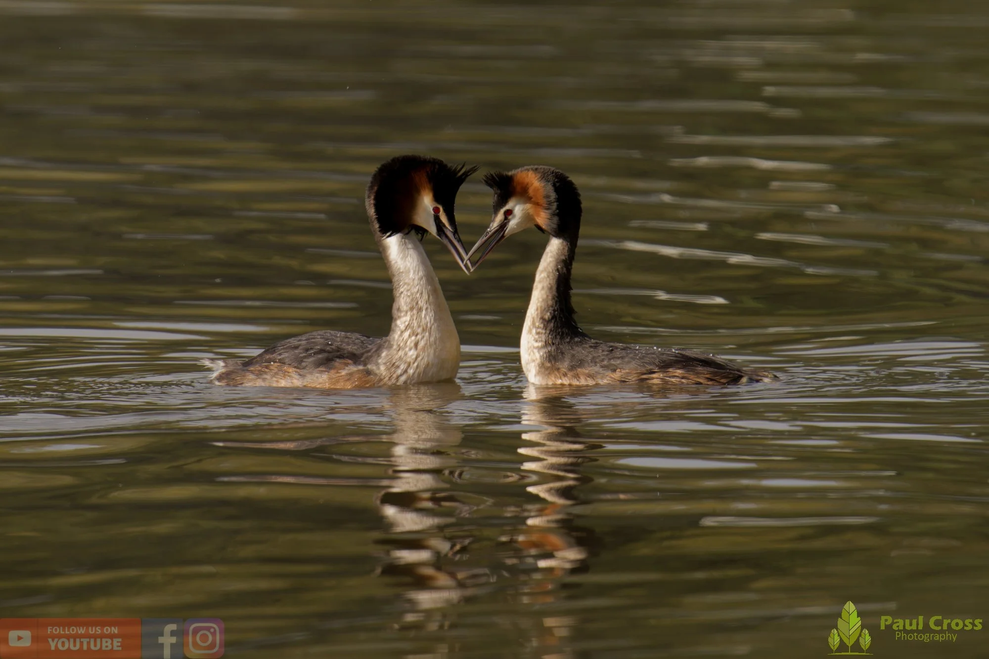 Great Crested Grebe-01136.jpg