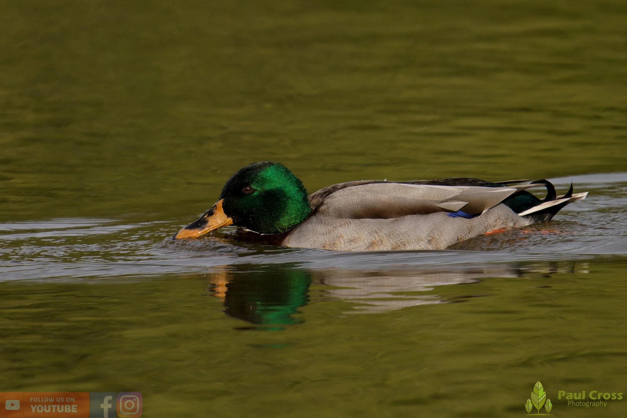 Mallard Duck-01259.jpg