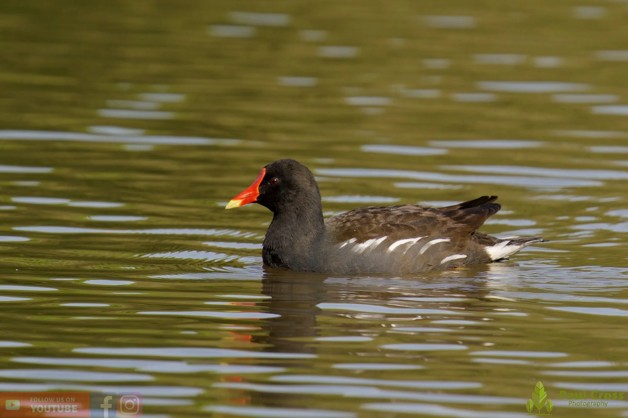 Moorhen-00264.jpg