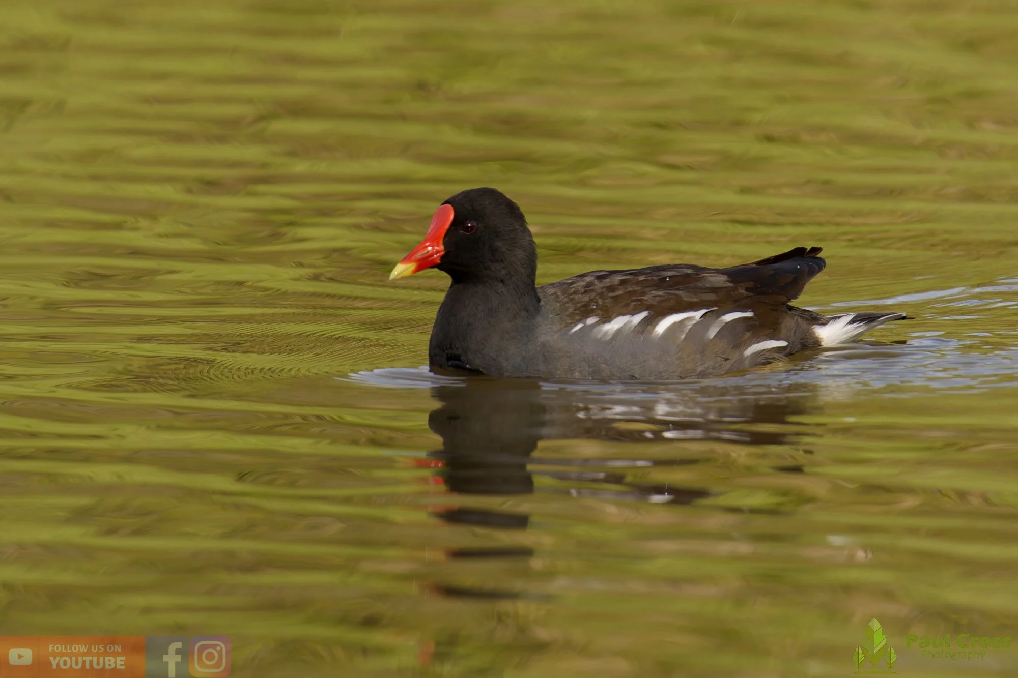 Moorhen-00265.jpg