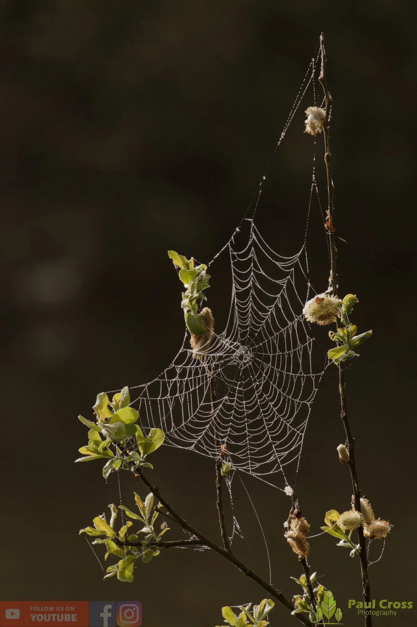 Web-00001.jpg