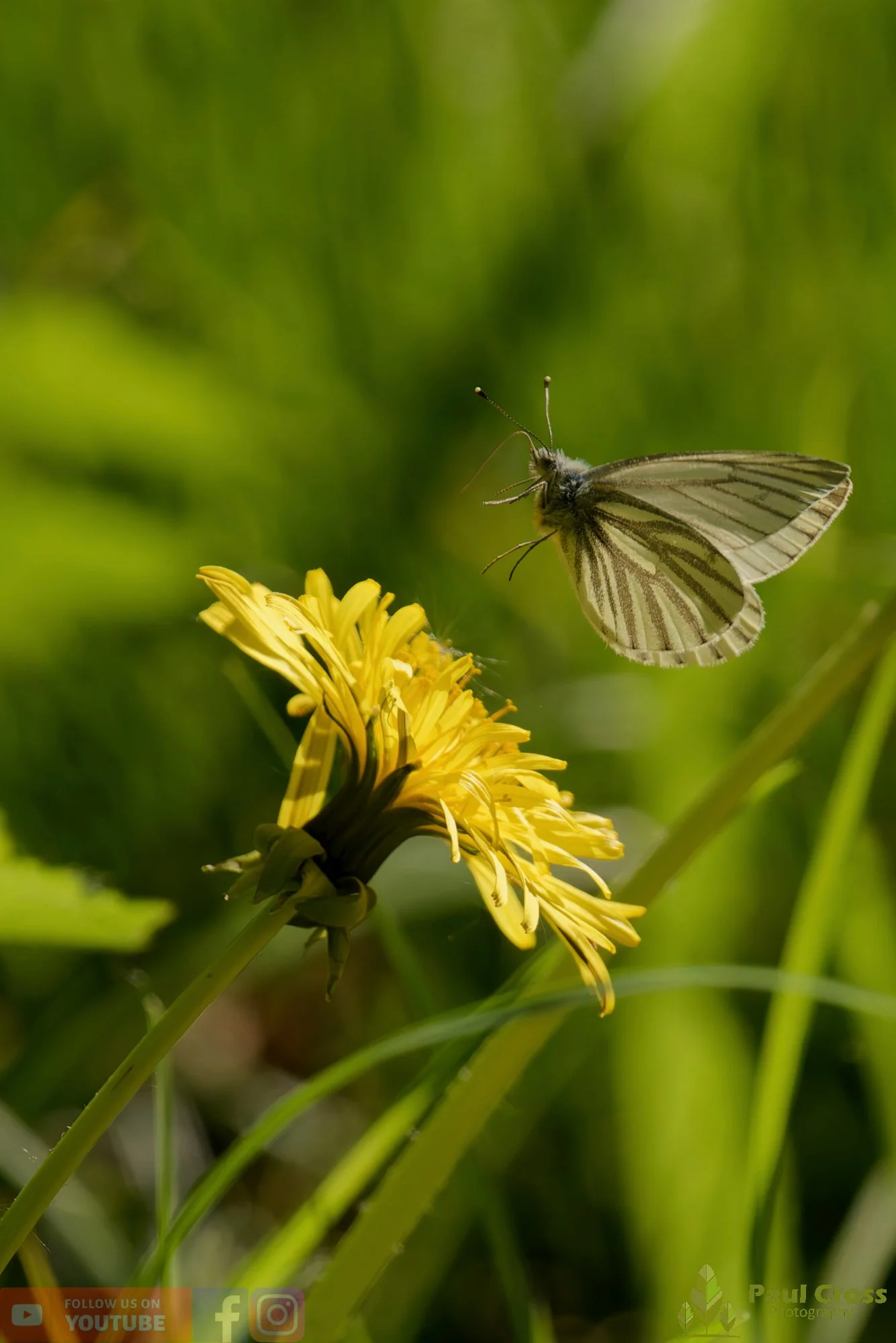 Green-Veined White-00031.jpg