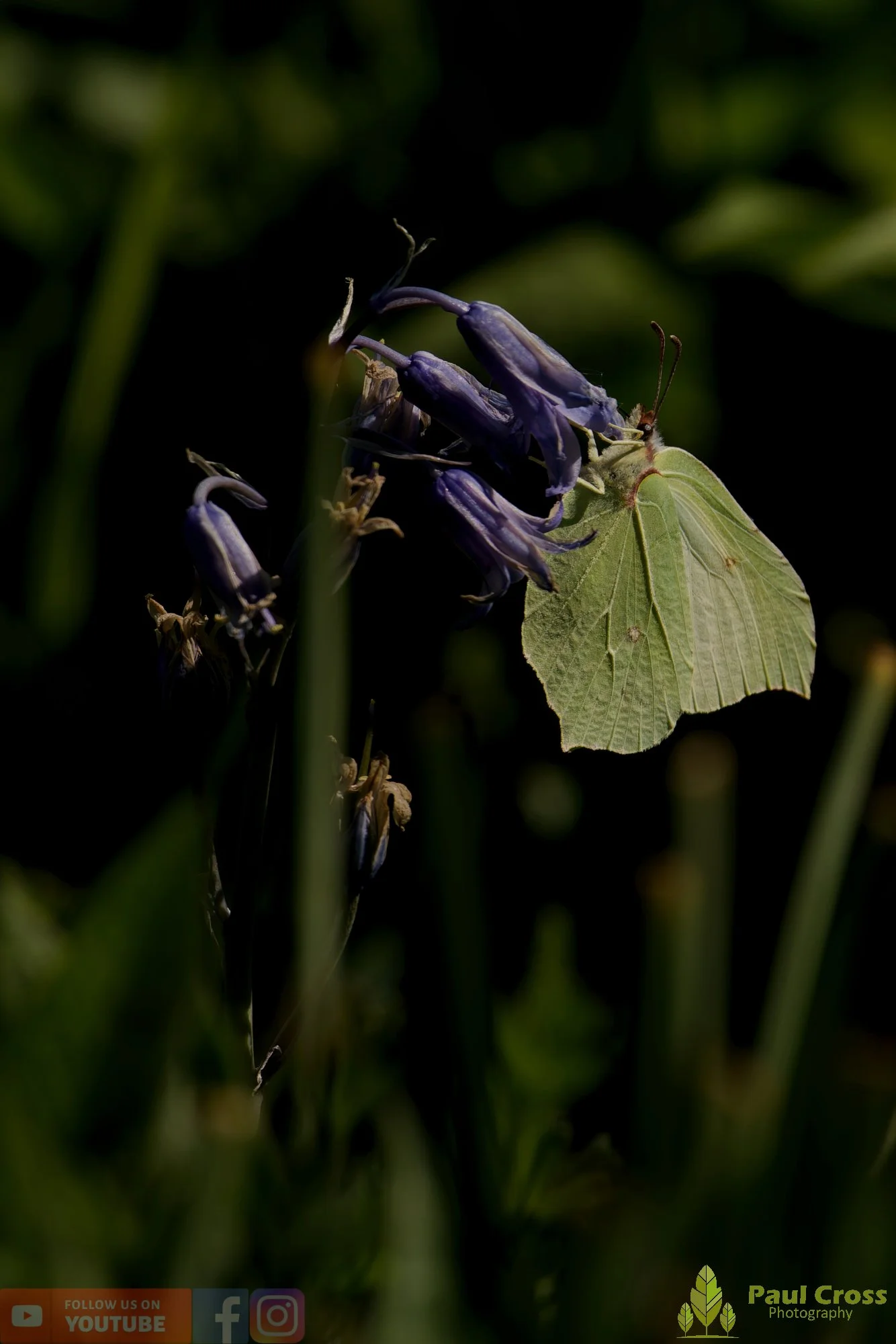 Brimstone-00036.jpg