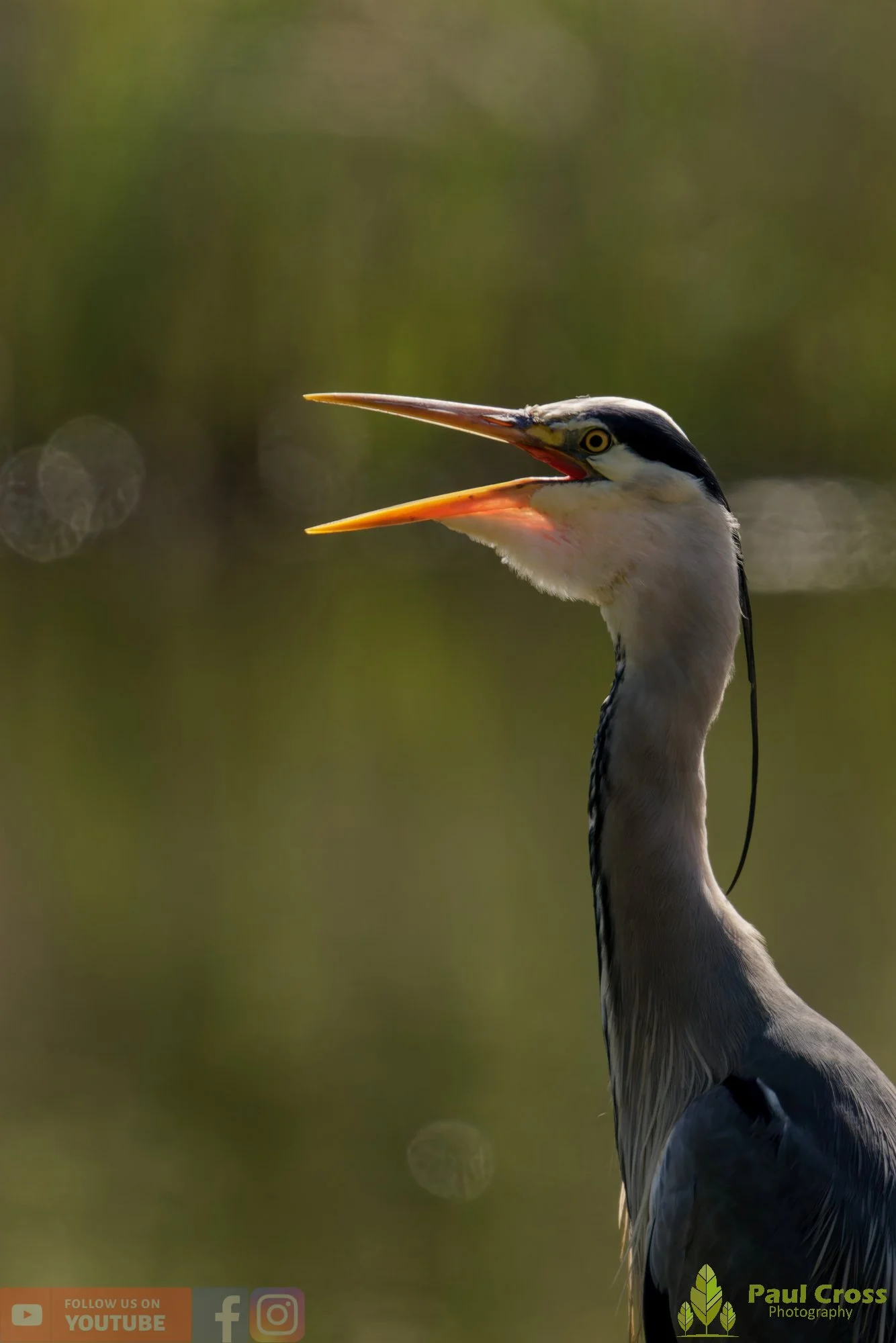 Grey Heron-00698.jpg