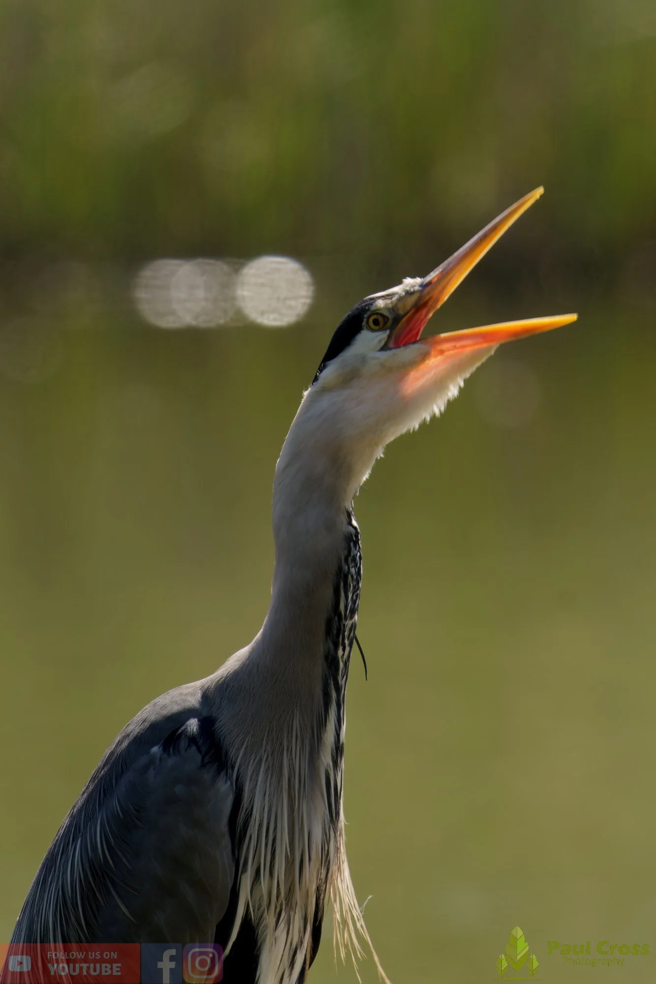 Grey Heron-00699.jpg