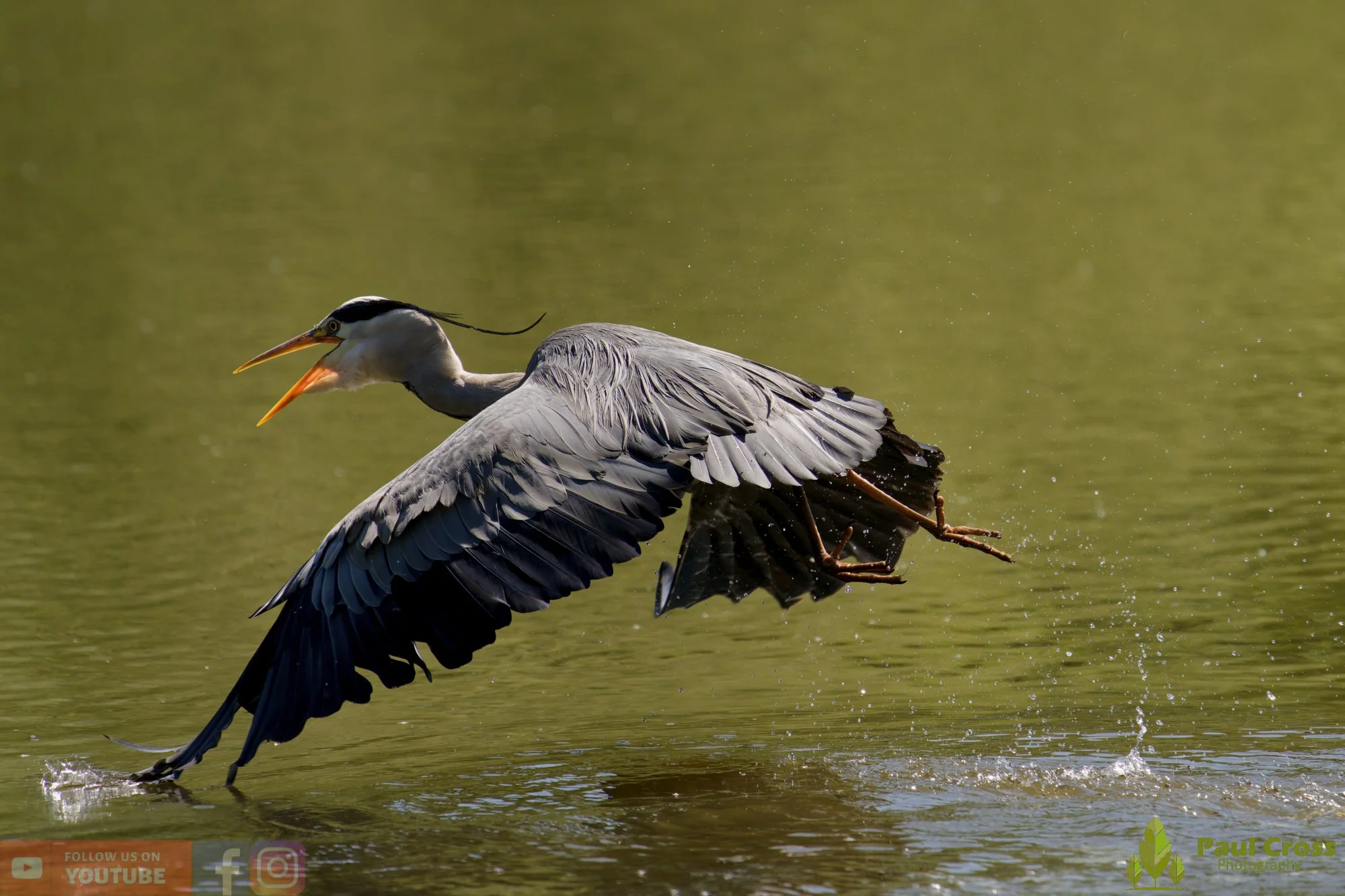 Grey Heron-00700.jpg