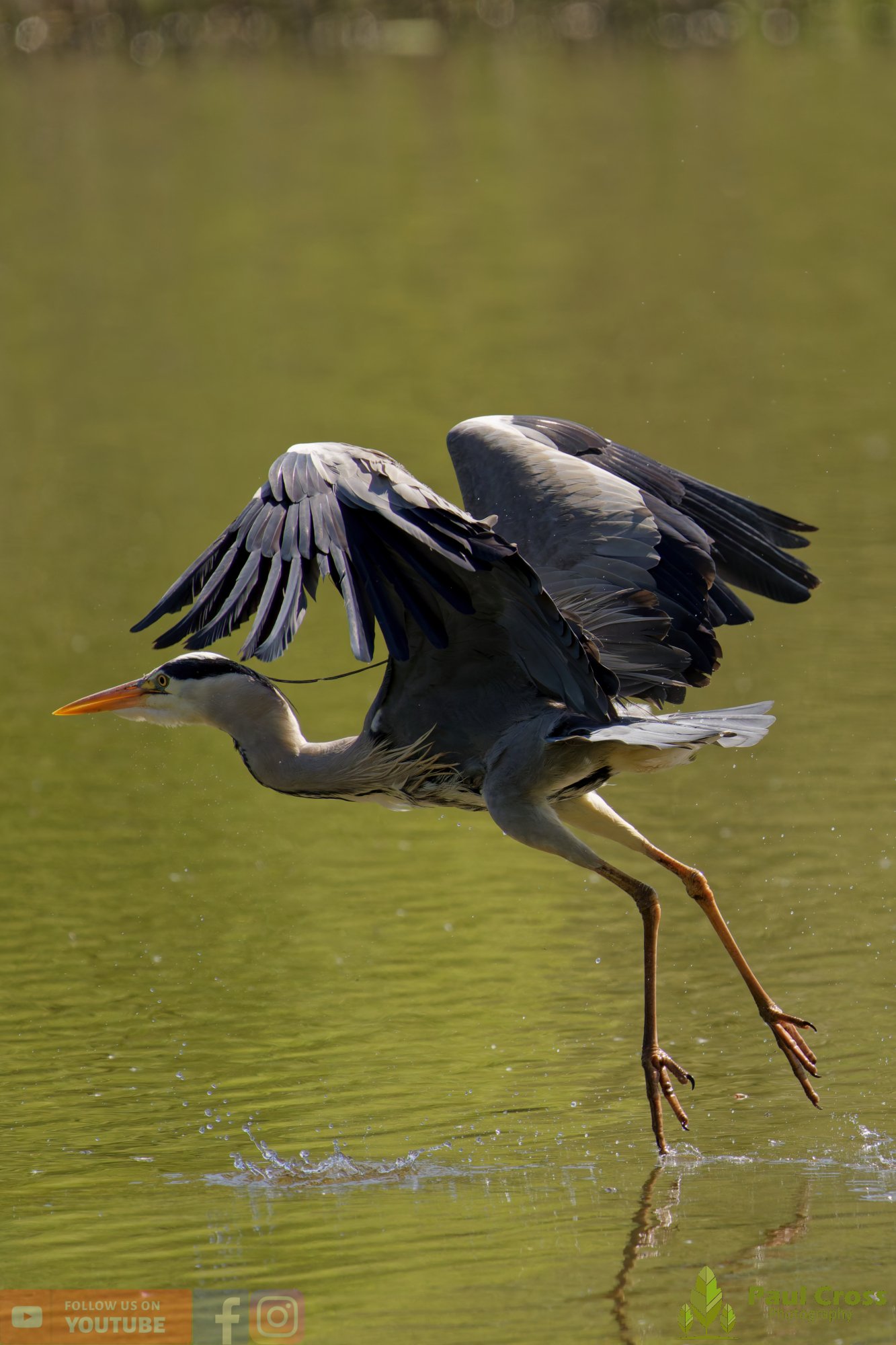 Grey Heron-00701.jpg