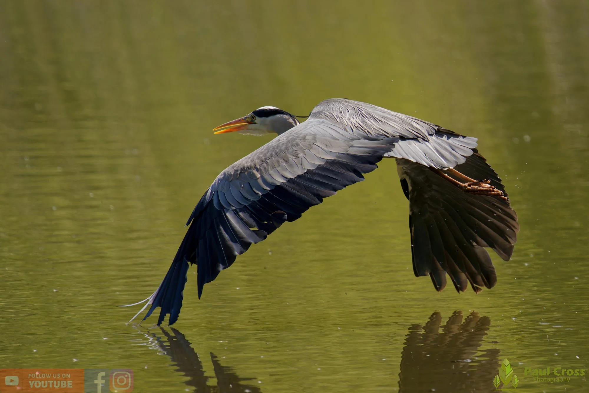 Grey Heron-00702.jpg