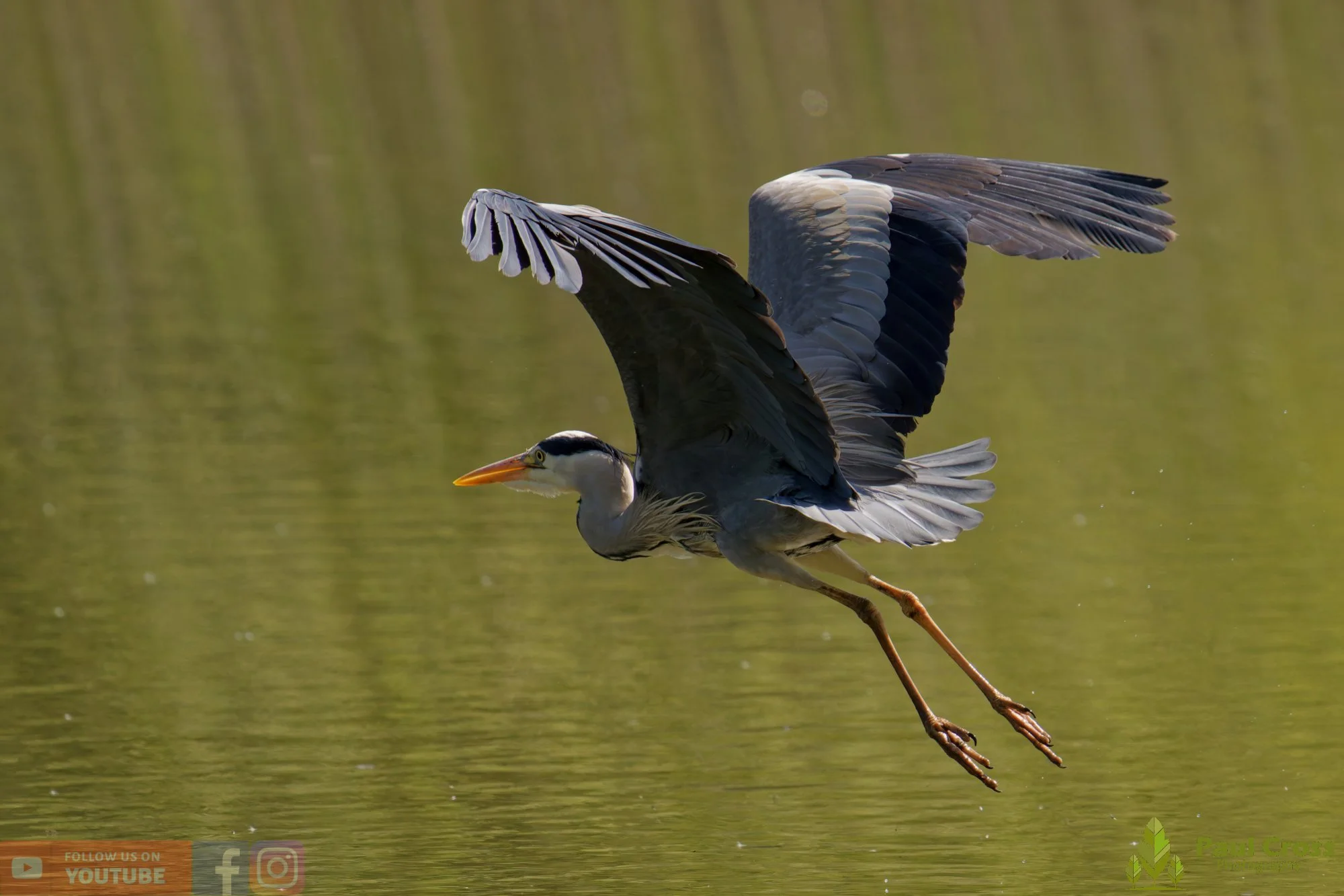 Grey Heron-00703.jpg