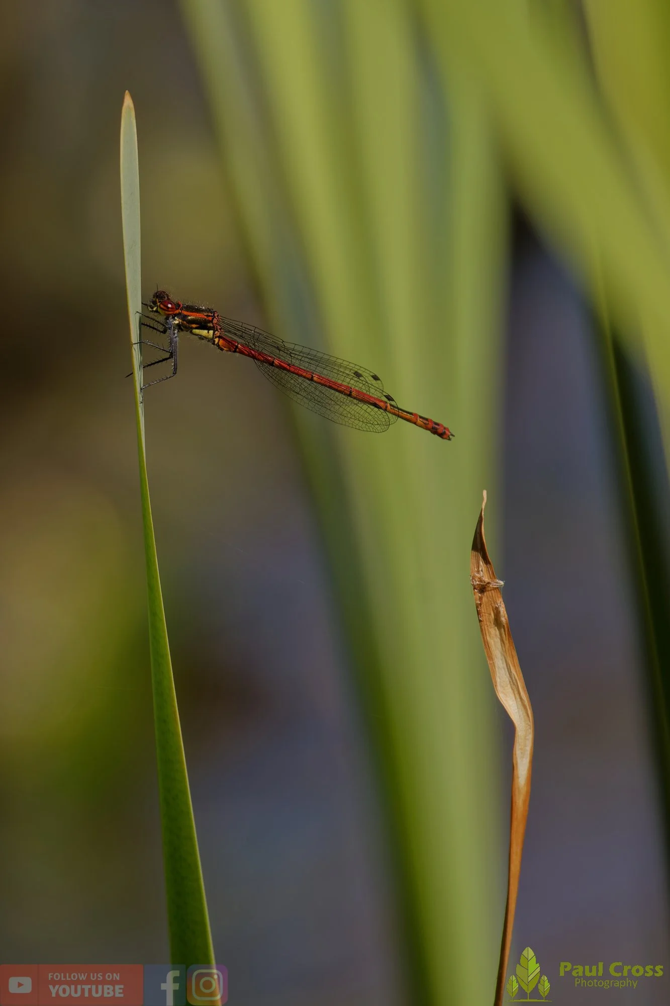 Large Red Damselfly-00024.jpg