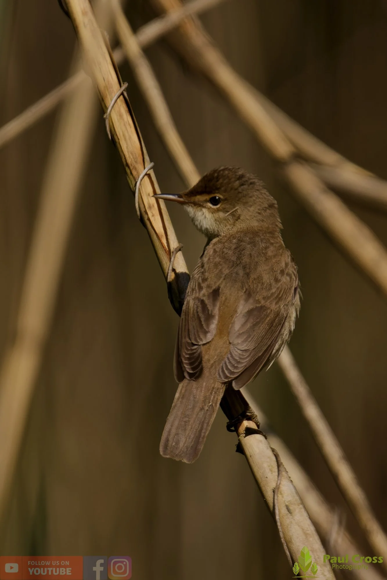 Reed Warbler-00188.jpg