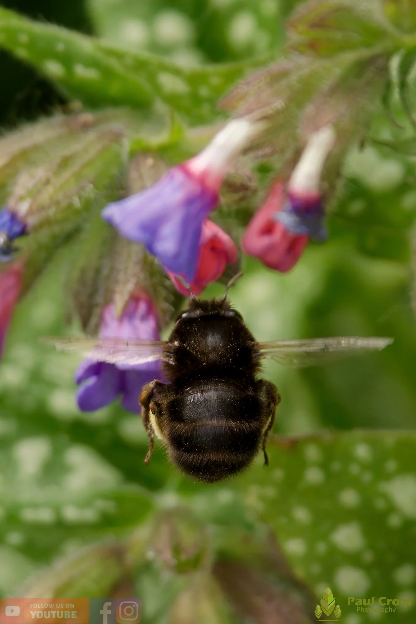 Hairy-Footed Flower Bee-00001.jpg