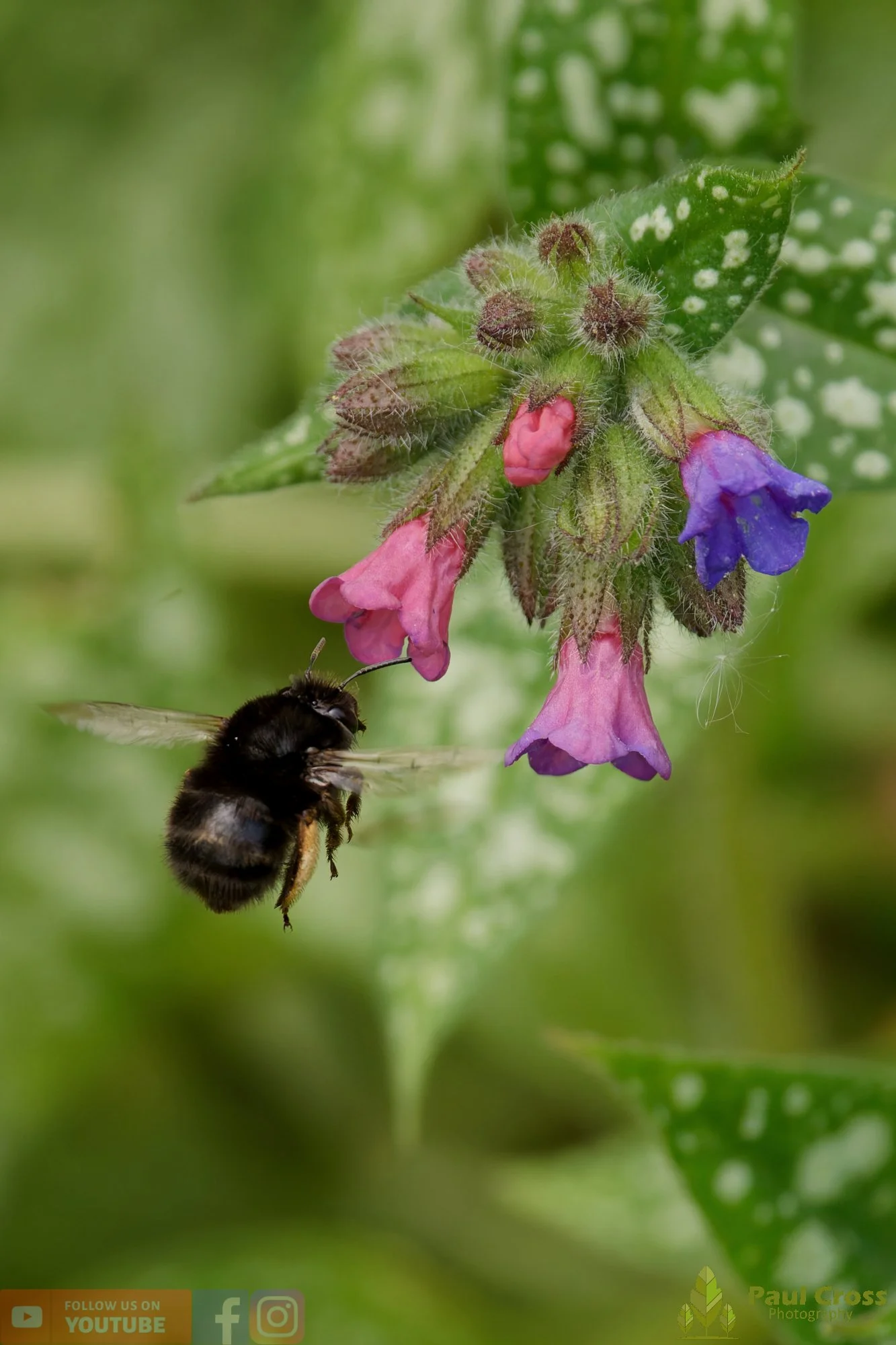 Hairy-Footed Flower Bee-00002.jpg