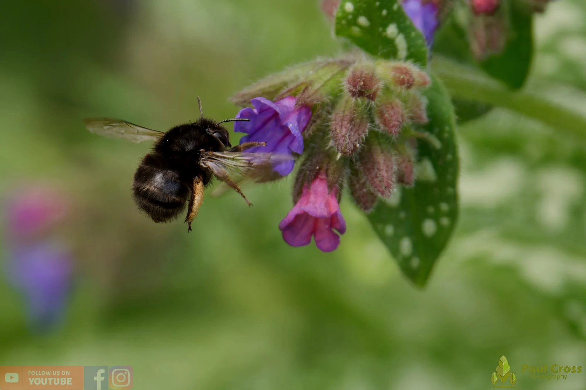Hairy-Footed Flower Bee-00003.jpg