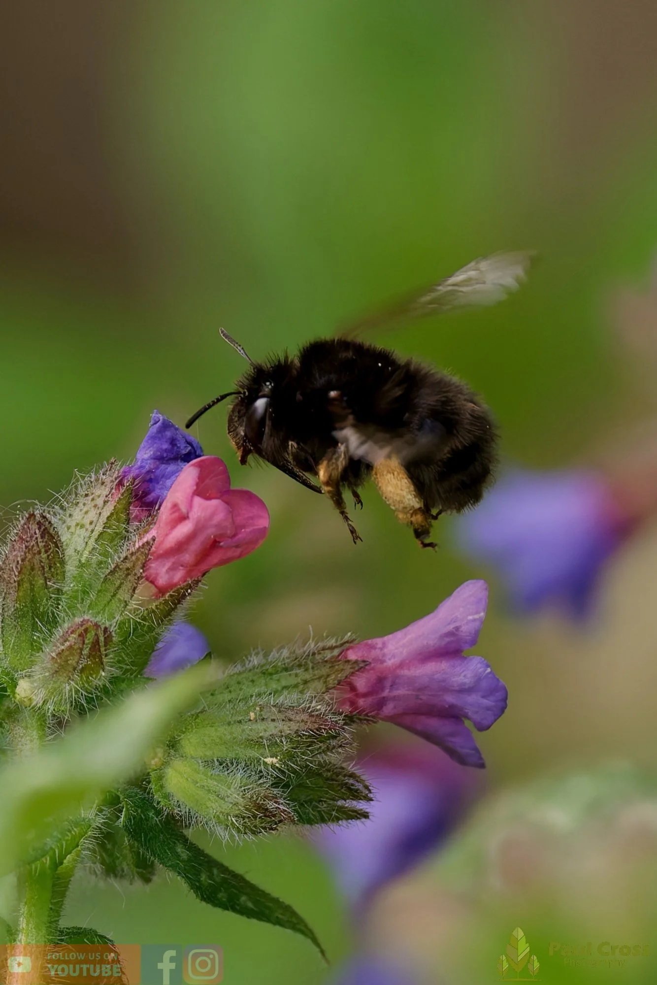 Hairy-Footed Flower Bee-00004.jpg