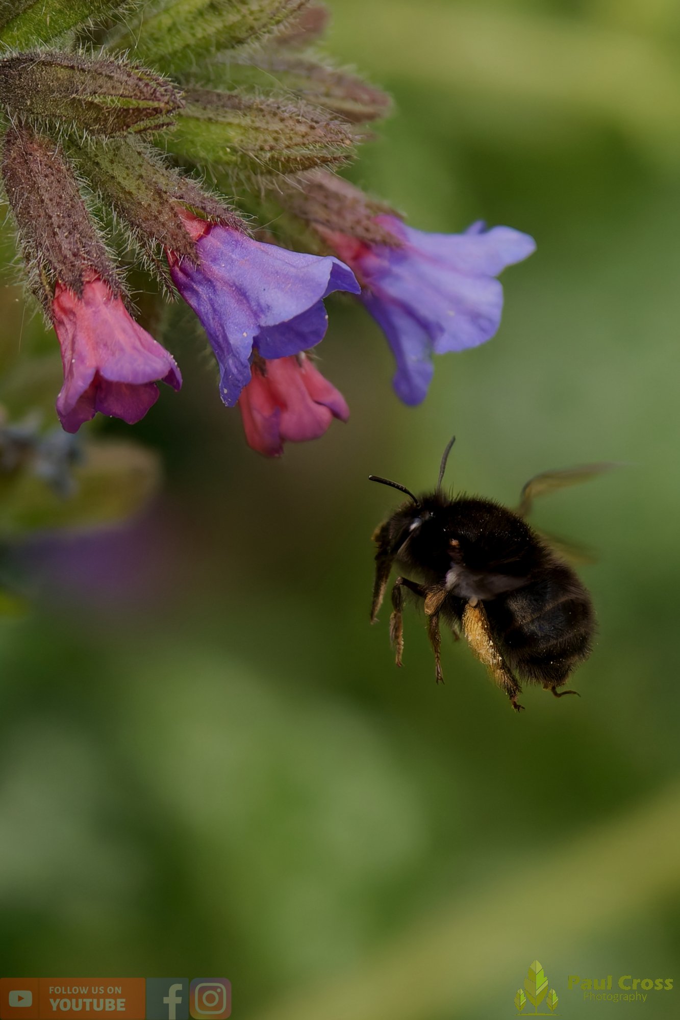 Hairy-Footed Flower Bee-00005.jpg