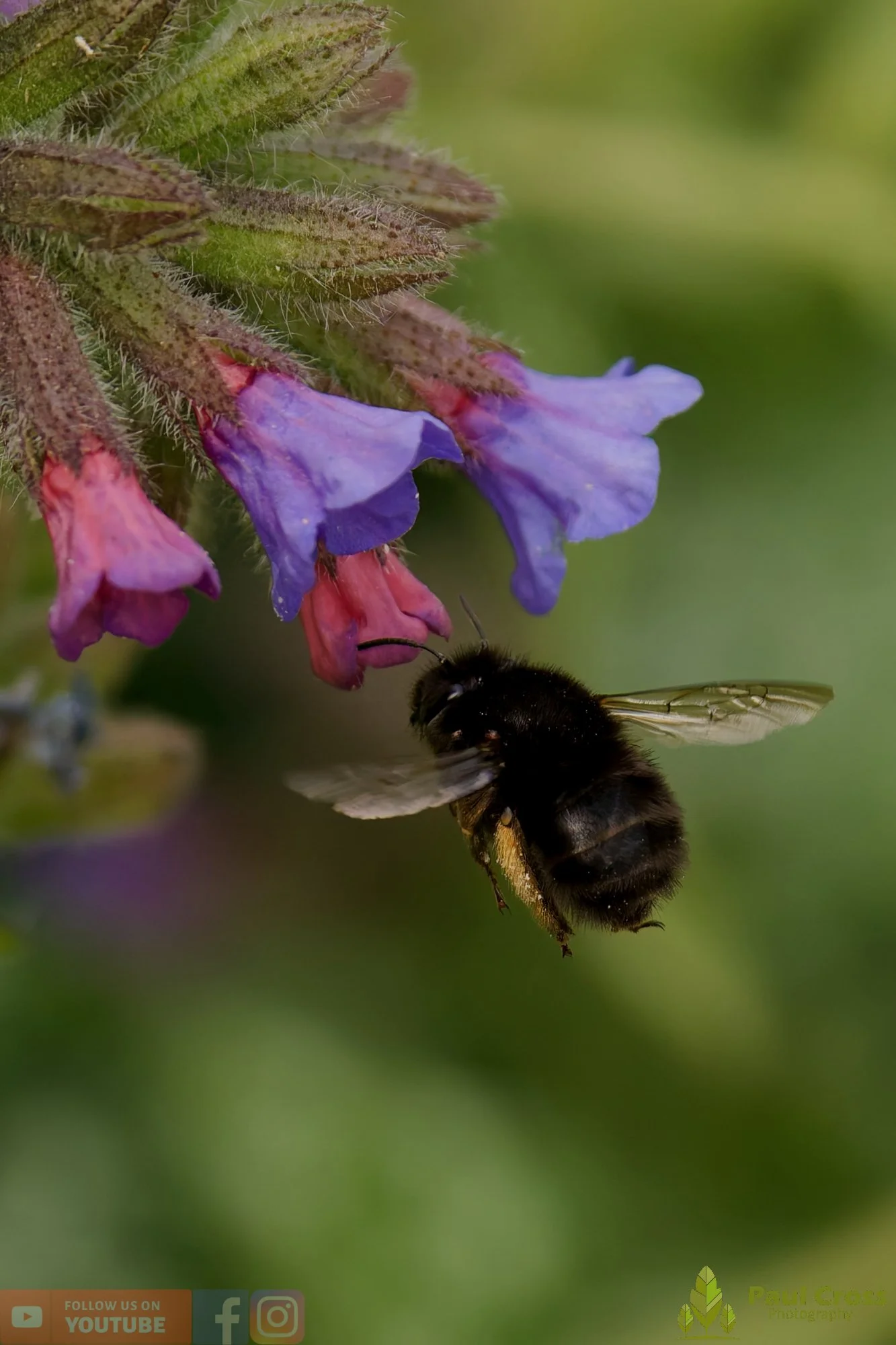 Hairy-Footed Flower Bee-00006.jpg