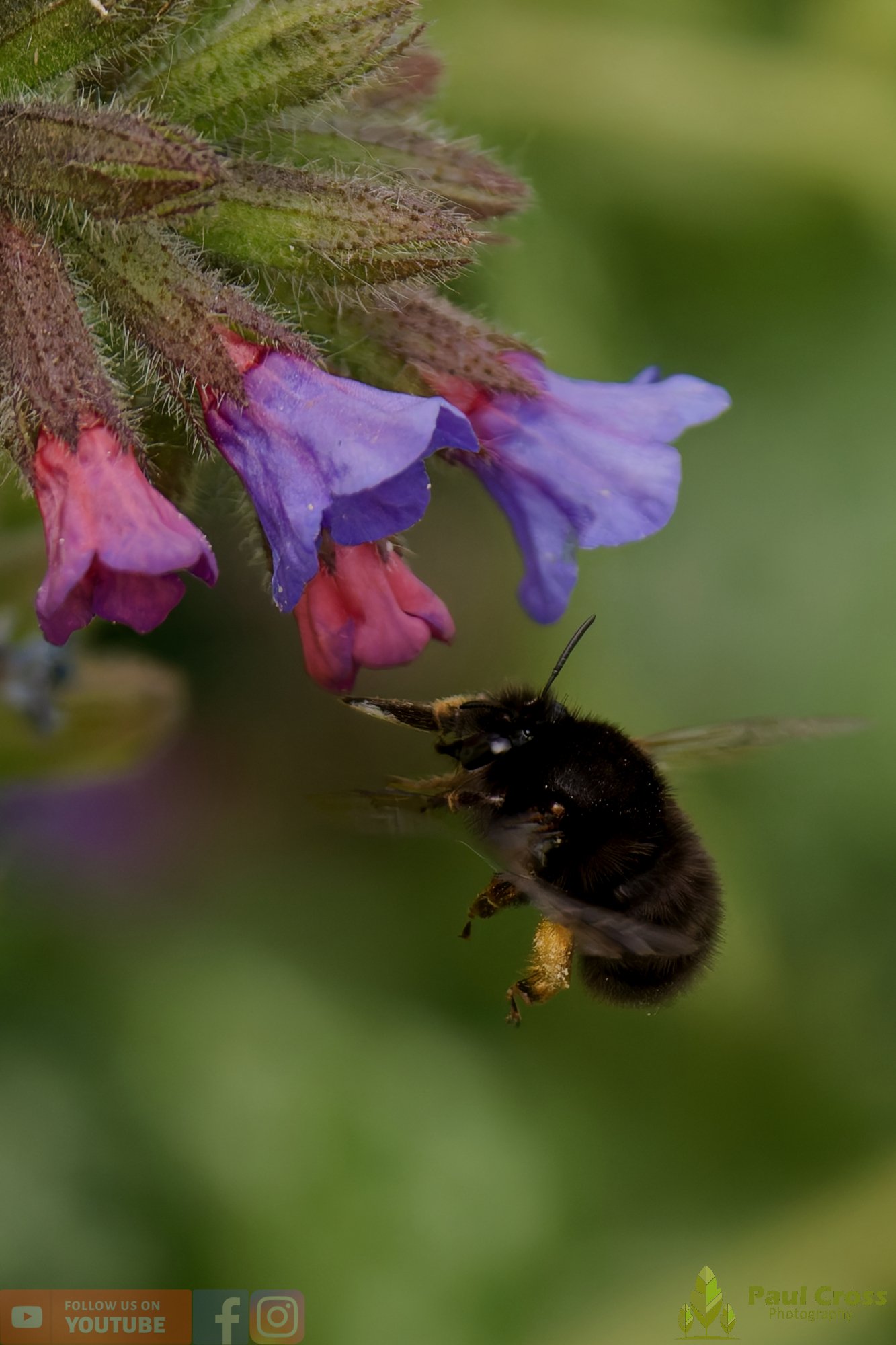 Hairy-Footed Flower Bee-00007.jpg