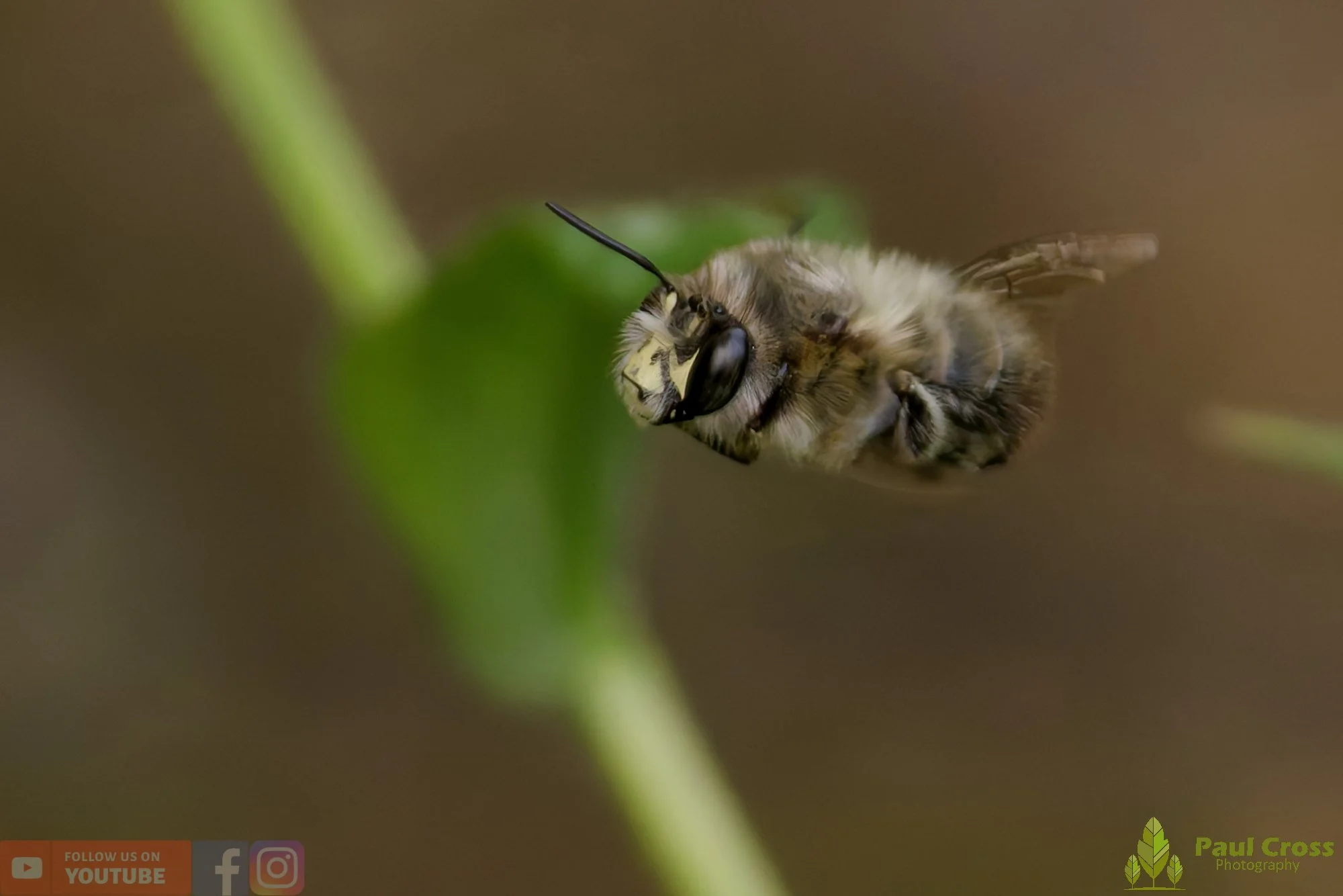 Hairy-Footed Flower Bee-00008.jpg