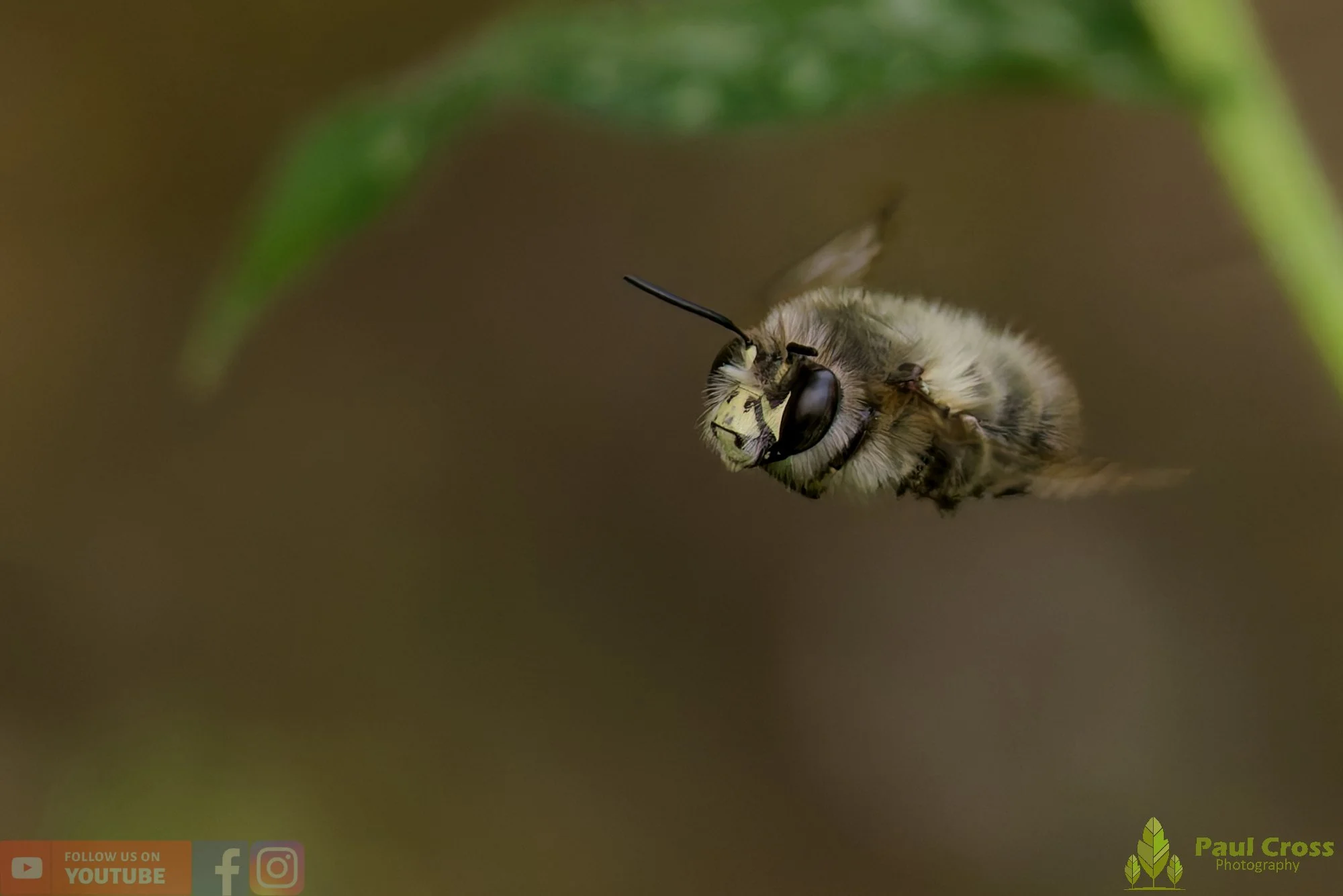 Hairy-Footed Flower Bee-00009.jpg