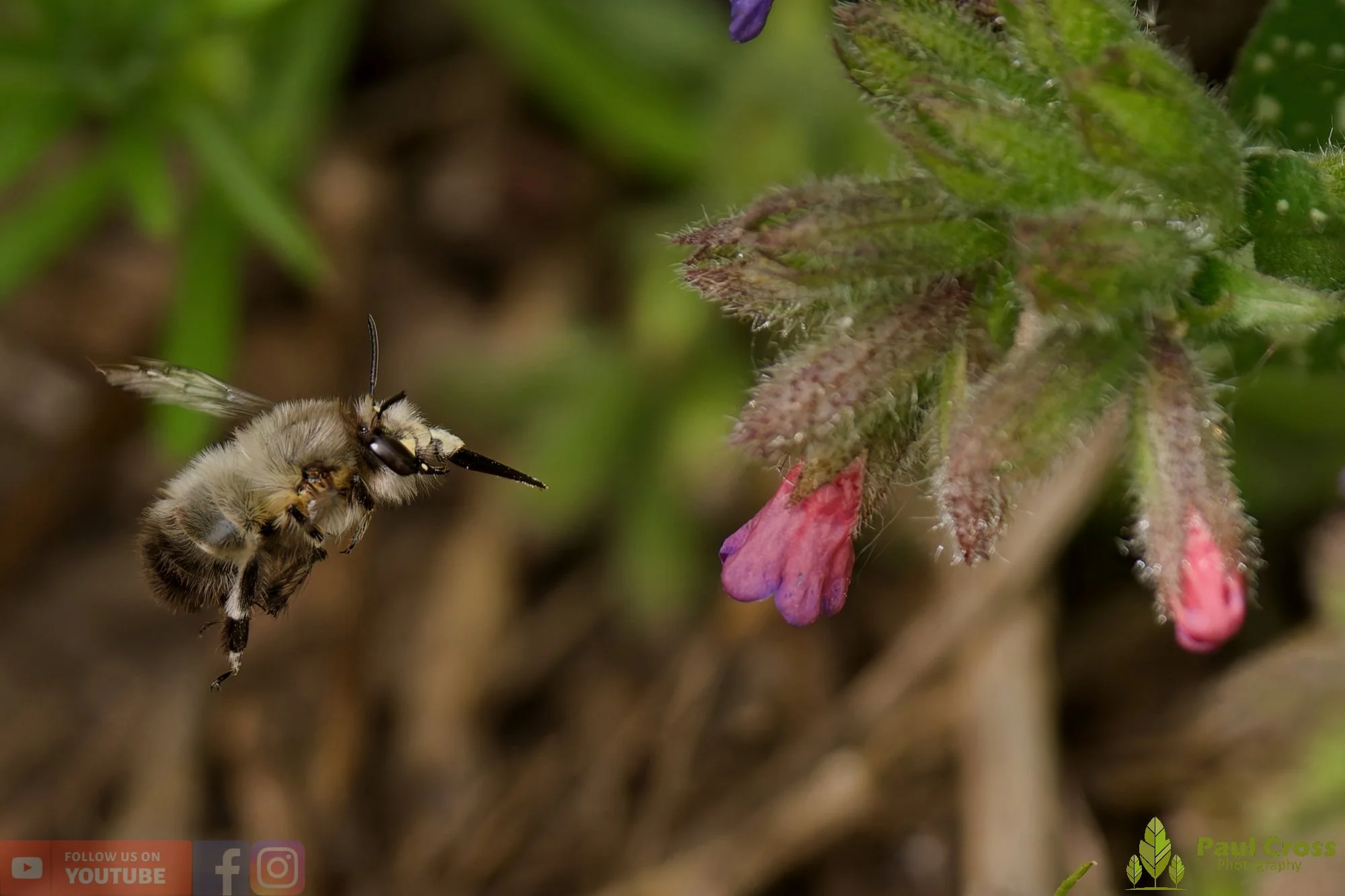 Hairy-Footed Flower Bee-00010.jpg