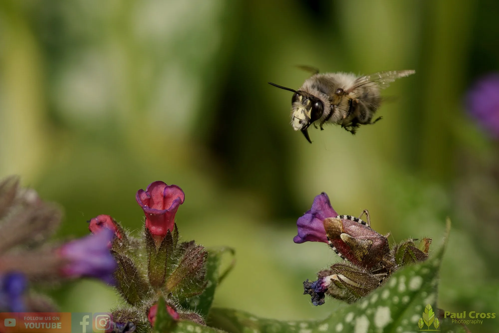 Hairy-Footed Flower Bee-00011.jpg