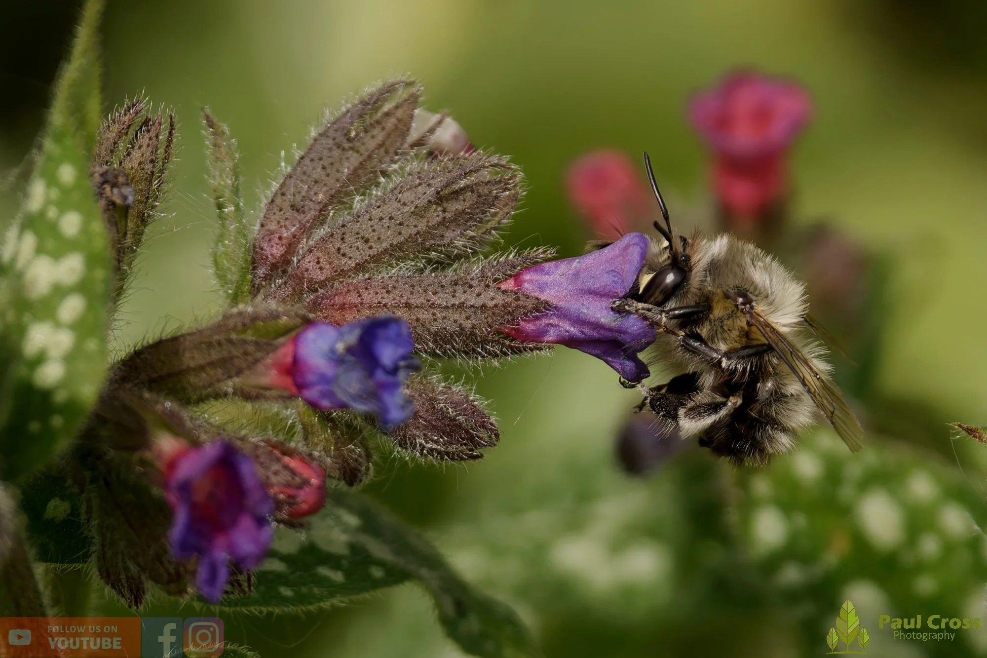 Hairy-Footed Flower Bee-00012.jpg
