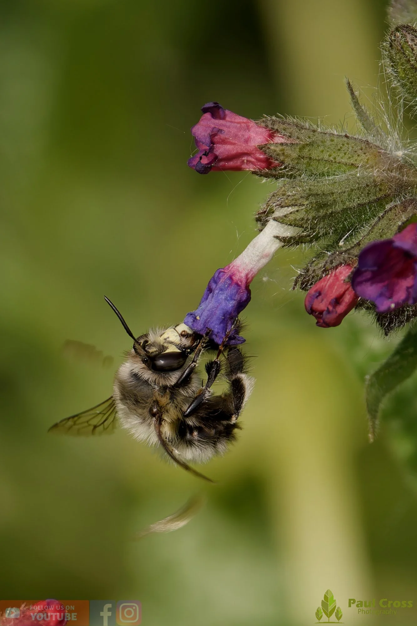 Hairy-Footed Flower Bee-00013.jpg