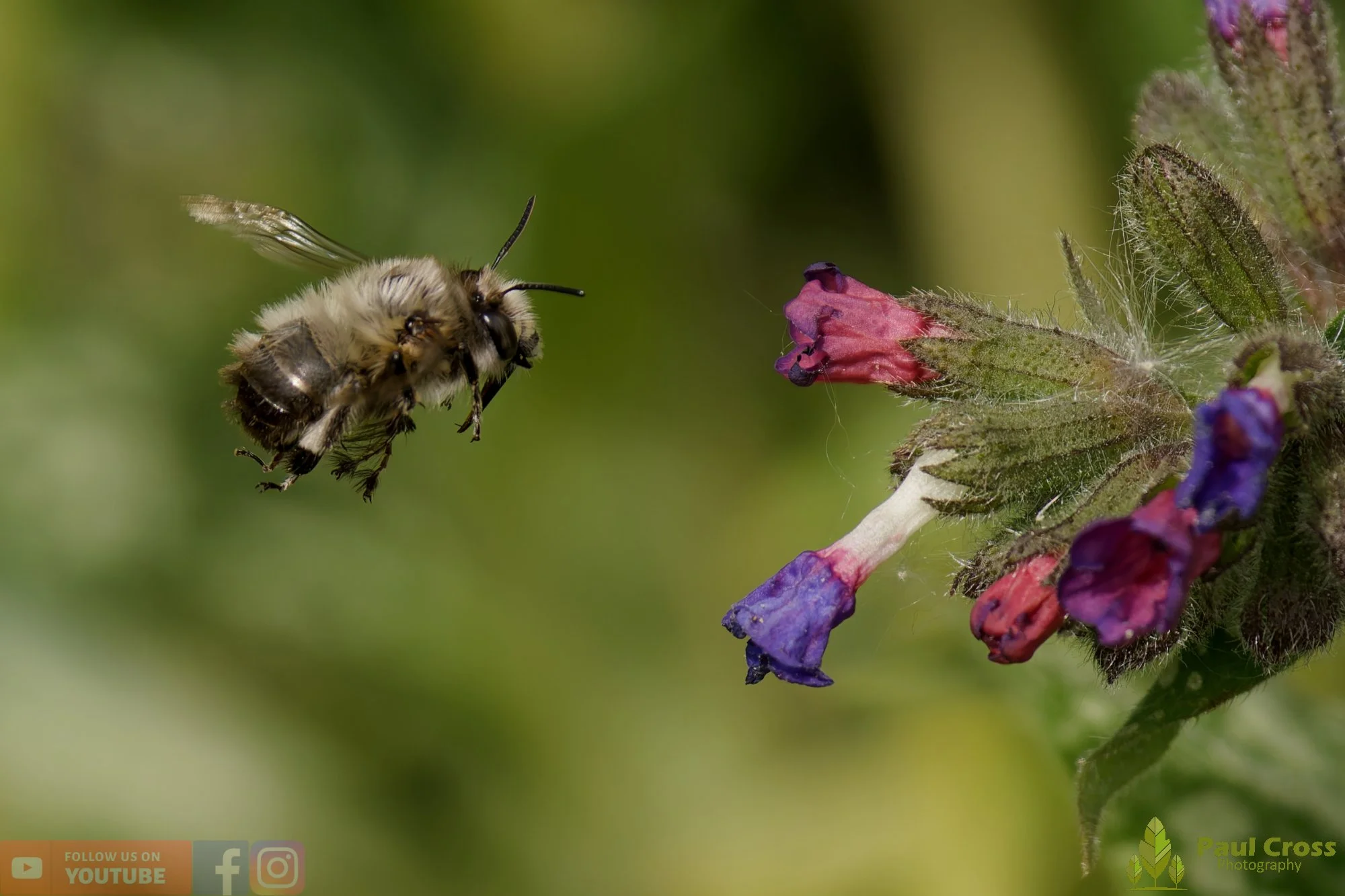 Hairy-Footed Flower Bee-00014.jpg