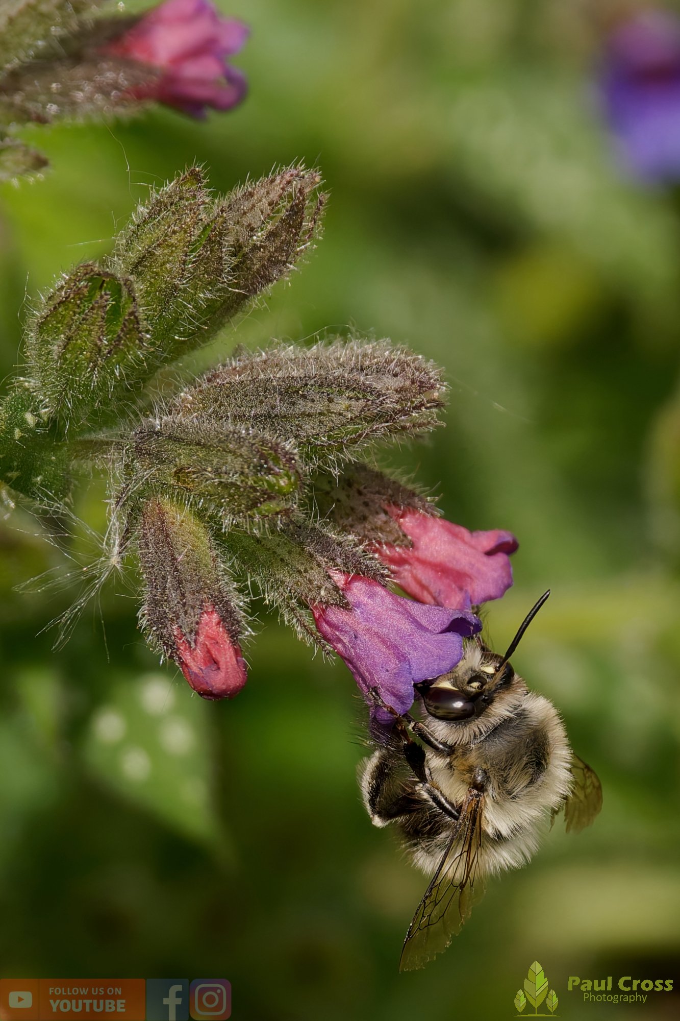 Hairy-Footed Flower Bee-00015.jpg