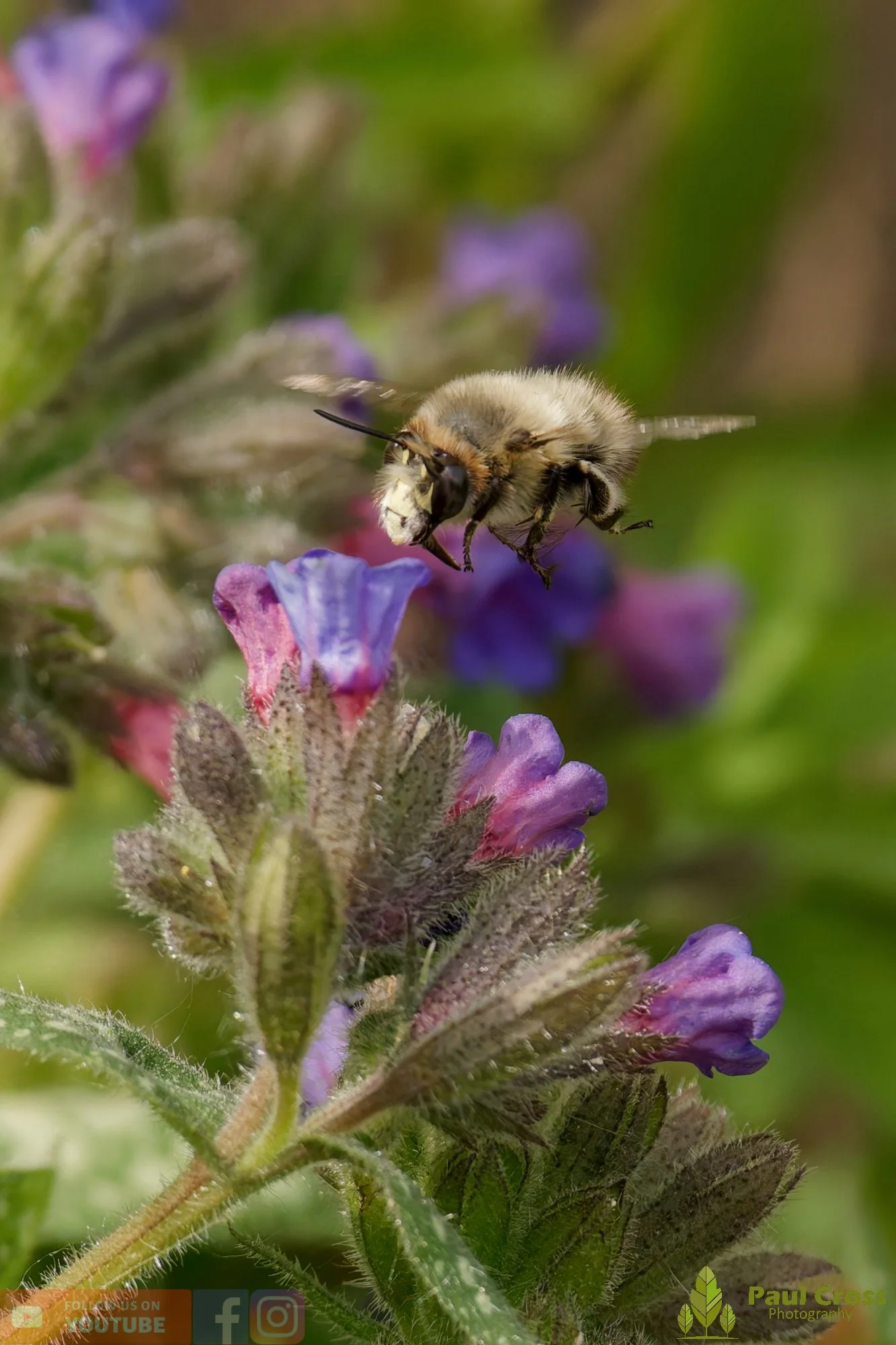 Hairy-Footed Flower Bee-00016.jpg