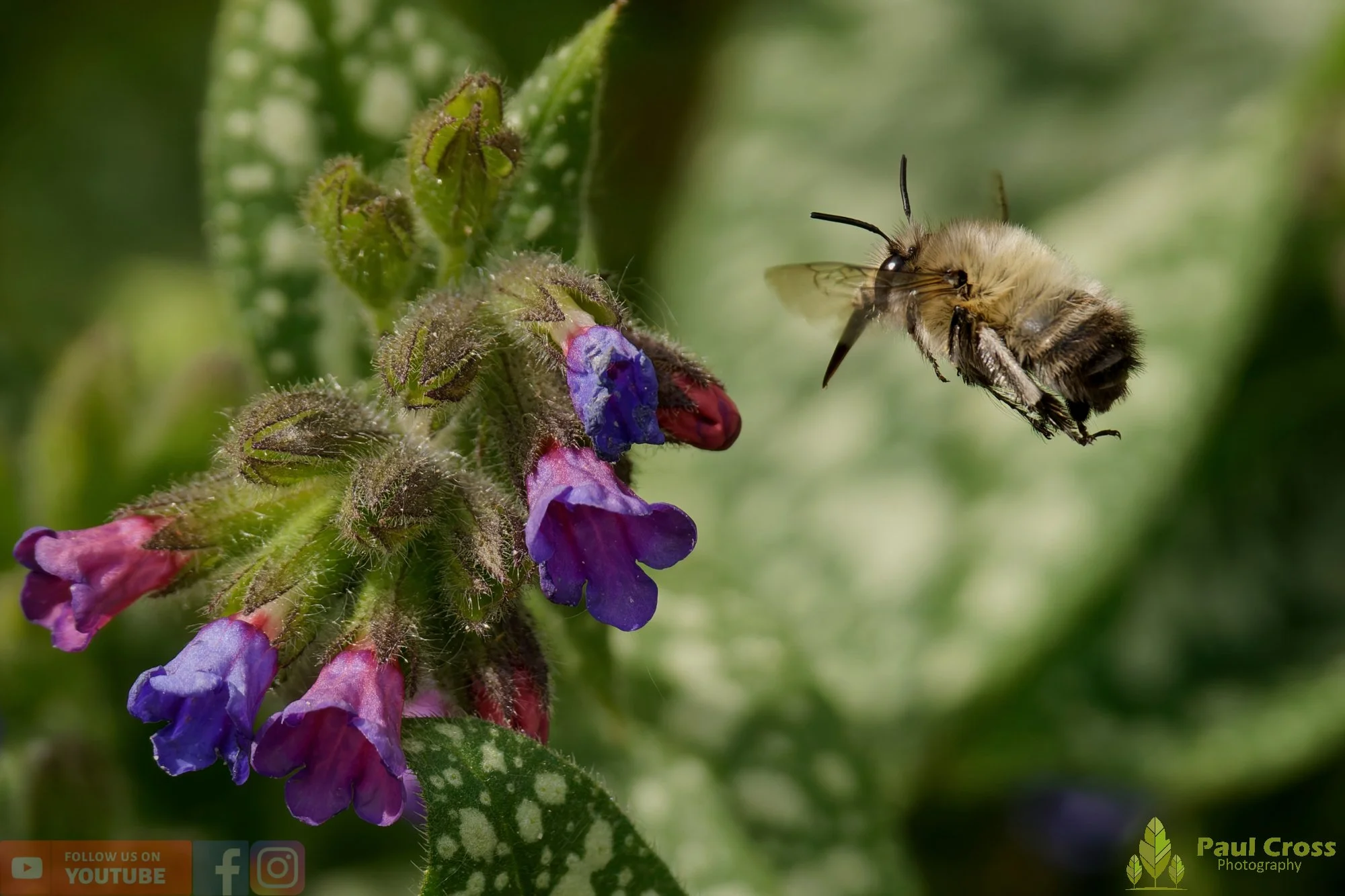 Hairy-Footed Flower Bee-00017.jpg