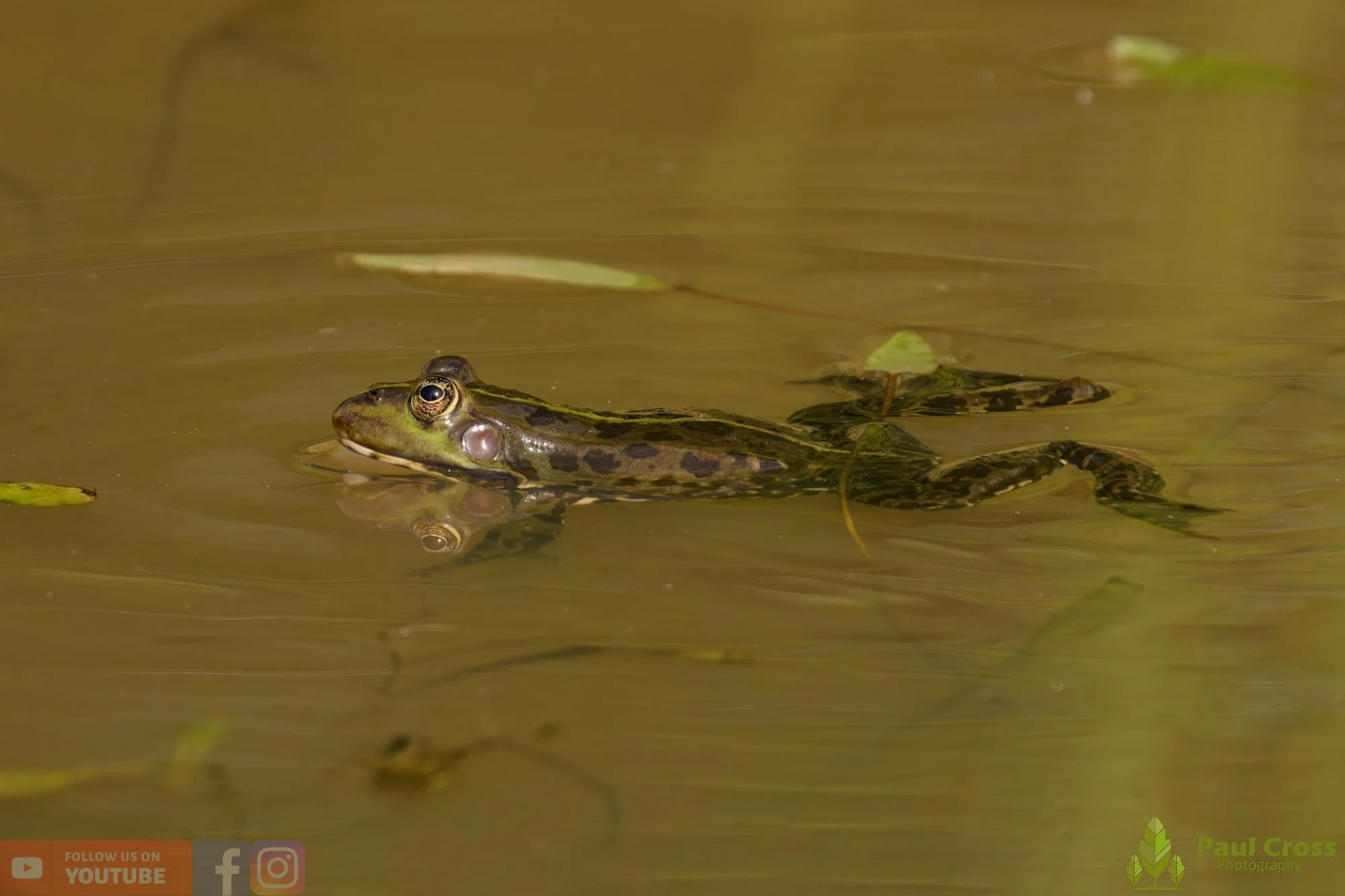 Marsh Frog-00094.jpg