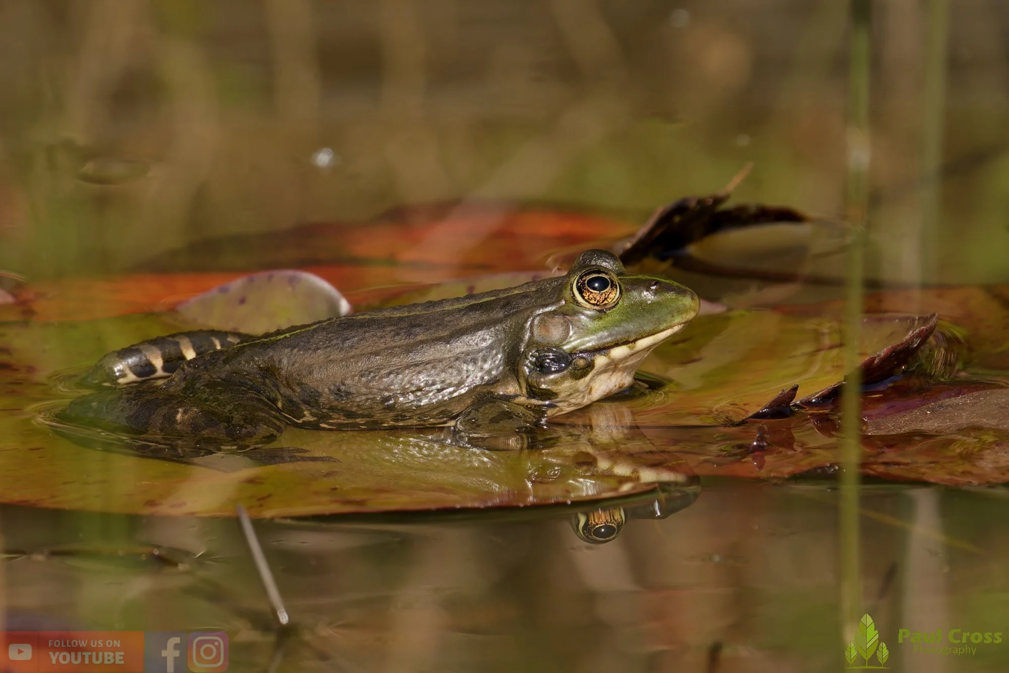 Marsh Frog-00093.jpg