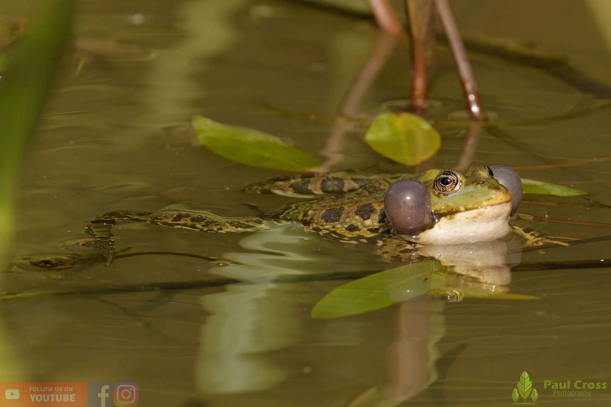 Marsh Frog-00095.jpg
