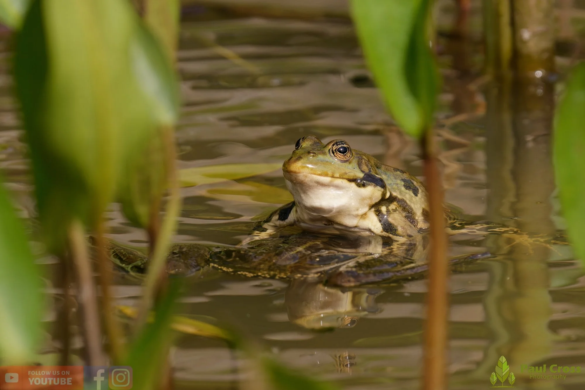 Marsh Frog-00096.jpg