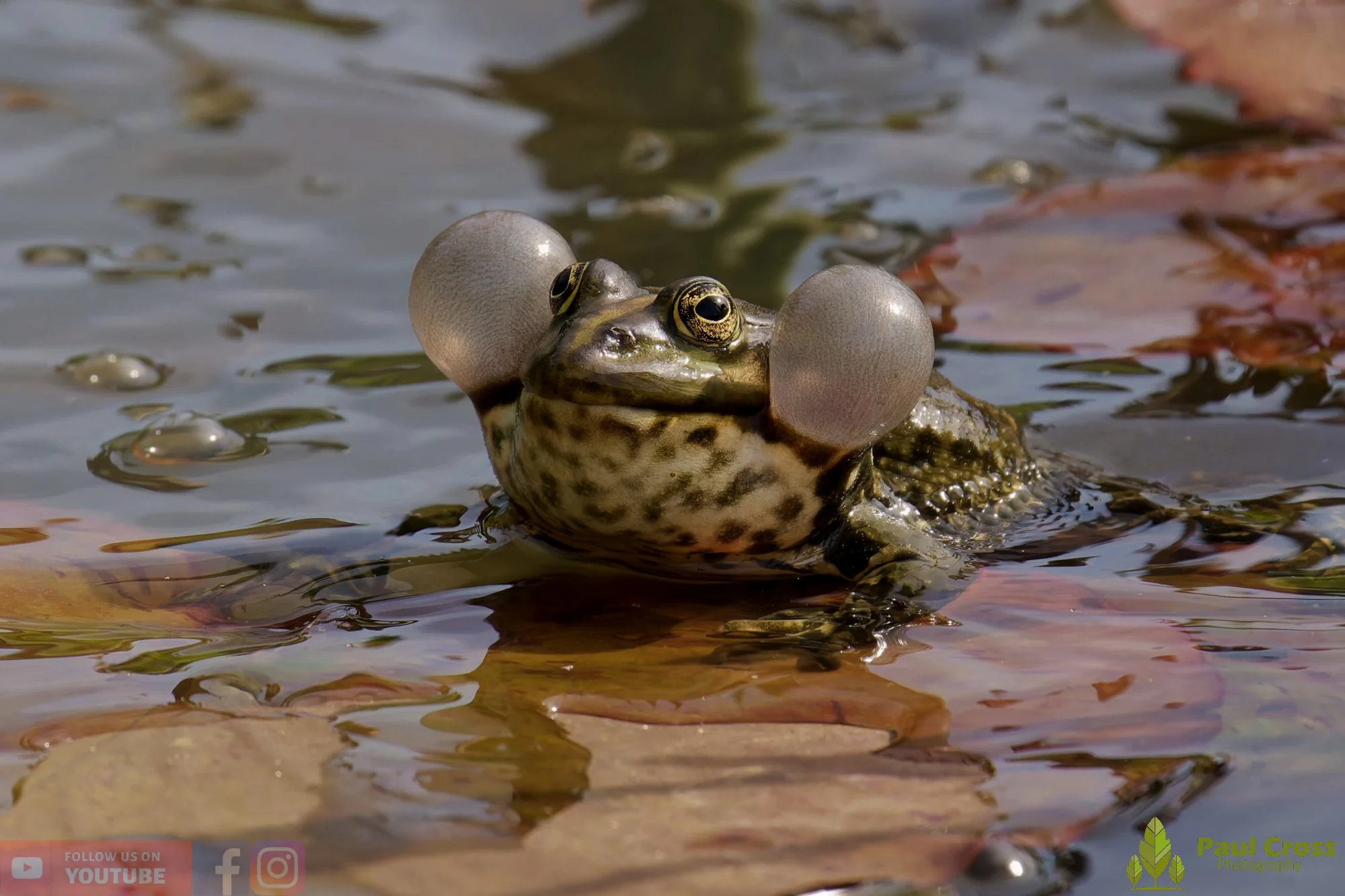 Marsh Frog-00097.jpg