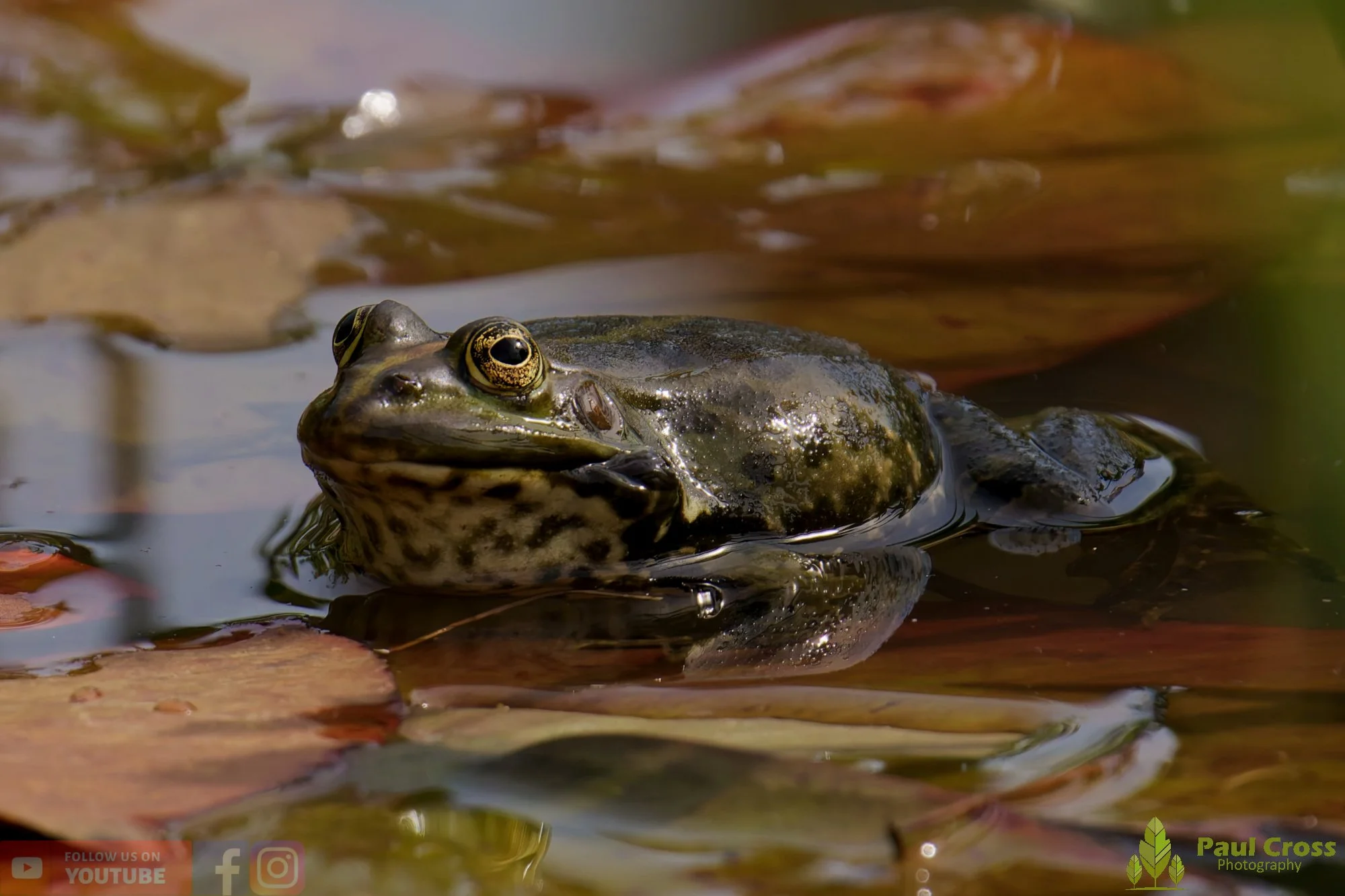 Marsh Frog-00098.jpg