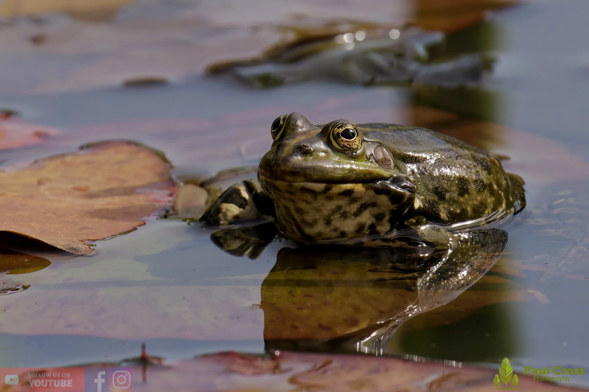 Marsh Frog-00099.jpg