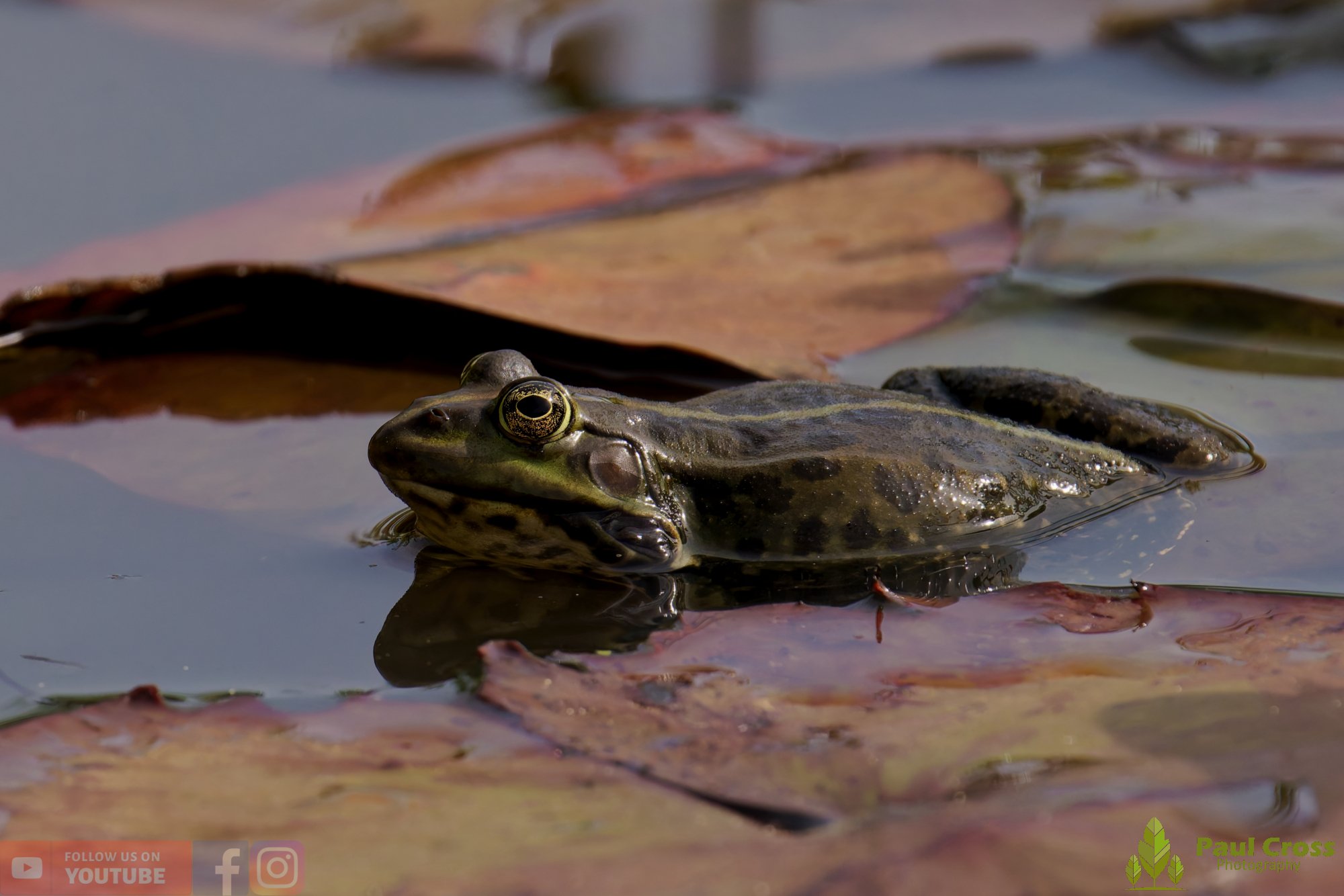 Marsh Frog-00100.jpg