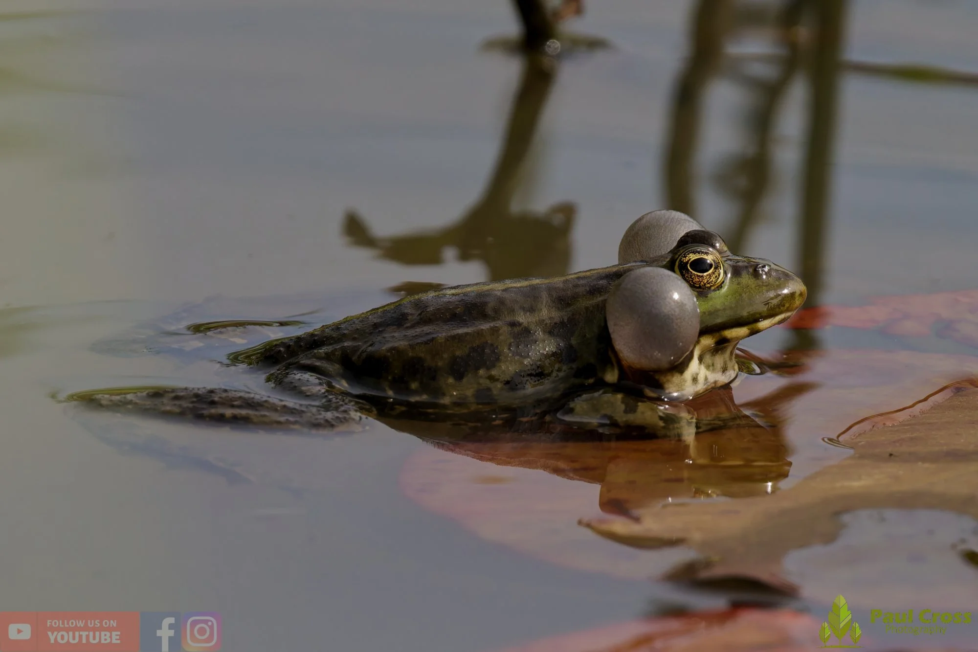 Marsh Frog-00101.jpg