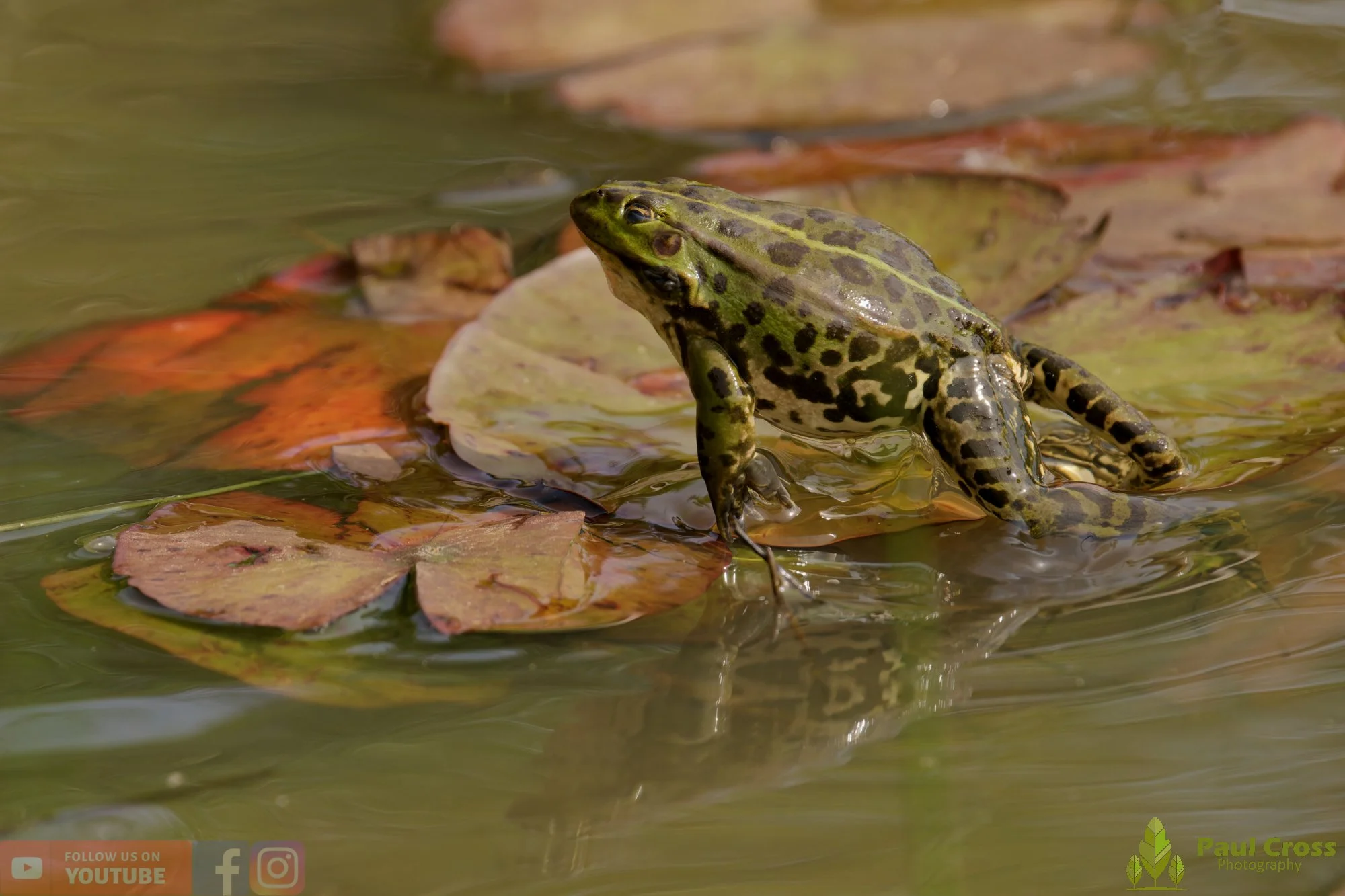 Marsh Frog-00102.jpg