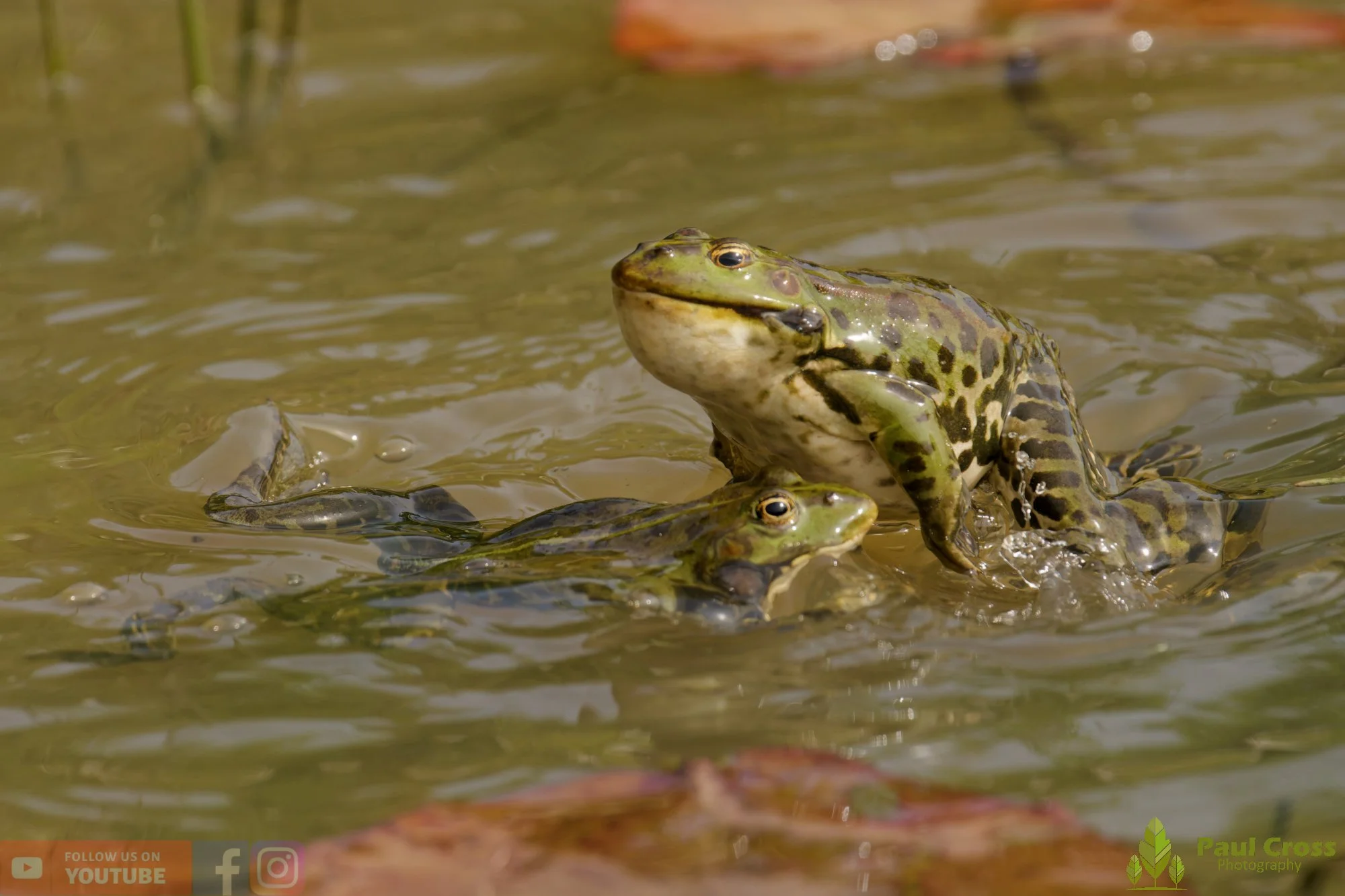 Marsh Frog-00103.jpg