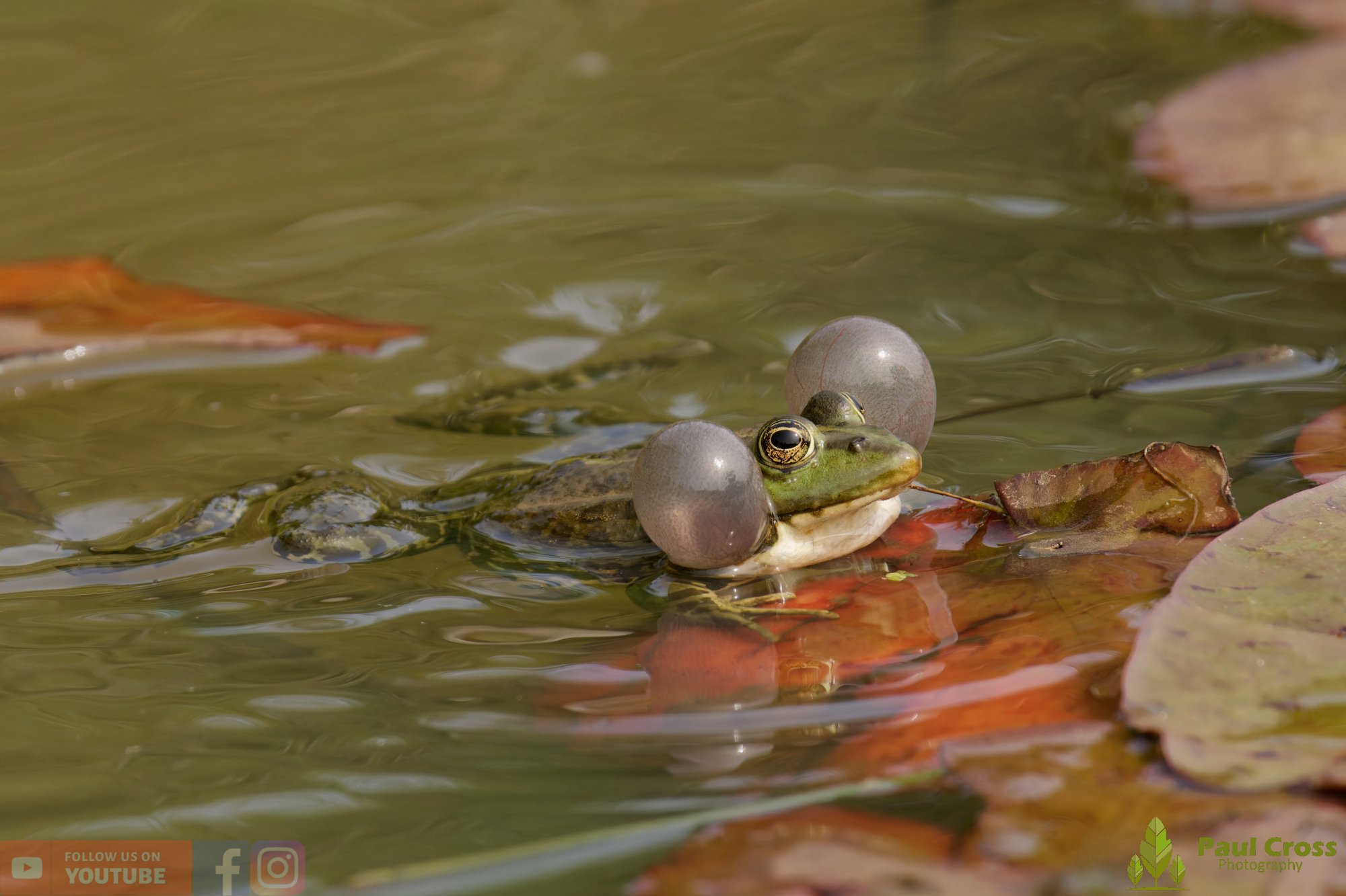 Marsh Frog-00104.jpg