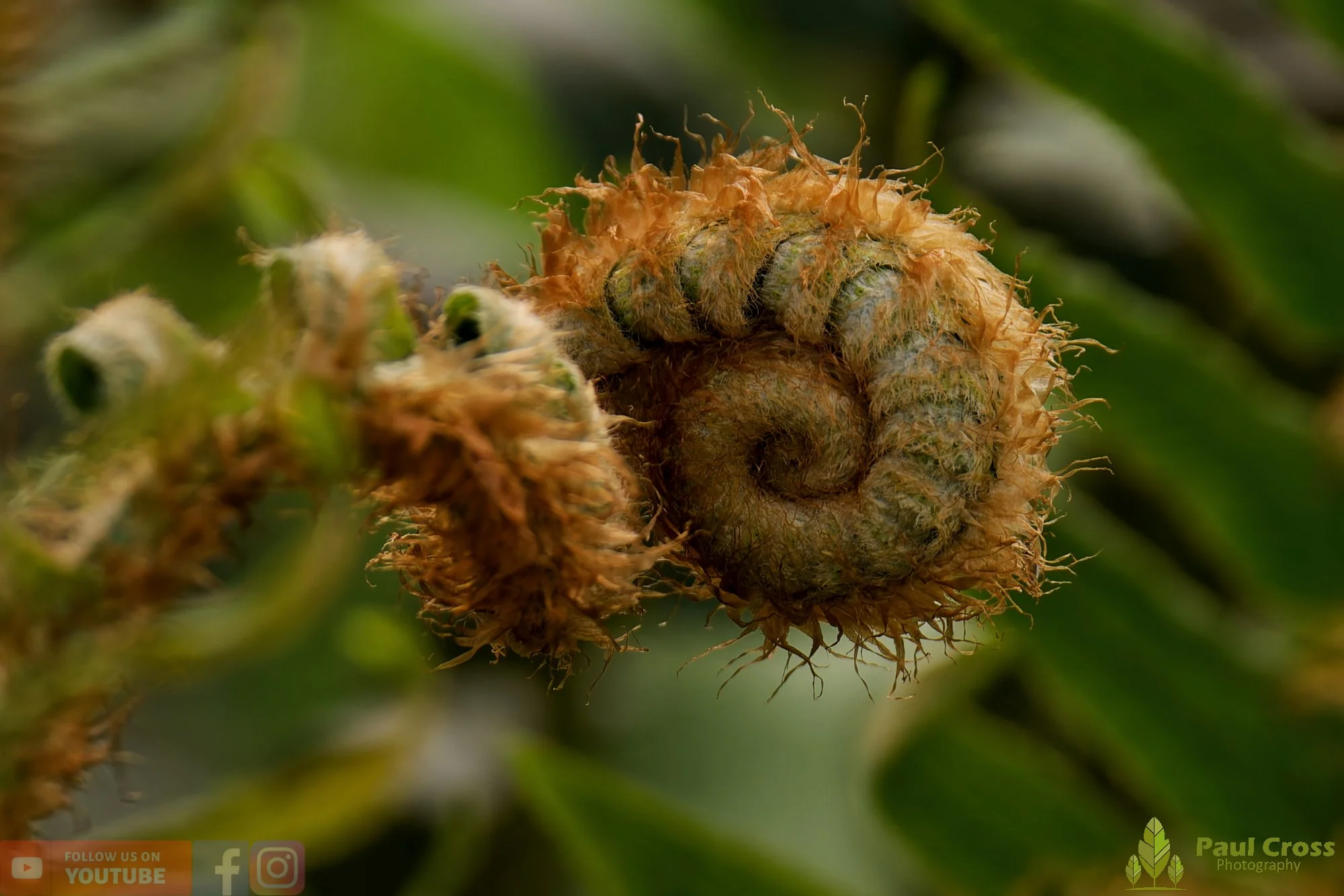 Western Sword Fern-00001.jpg
