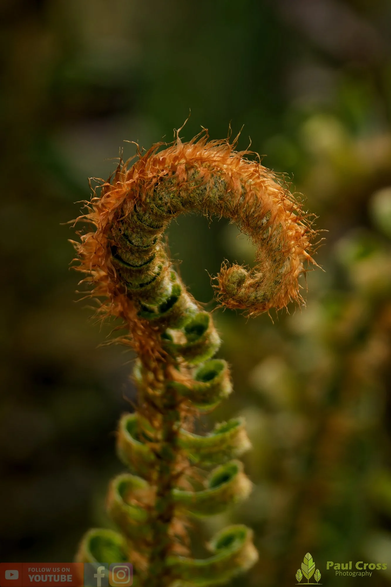 Western Sword Fern-00002.jpg