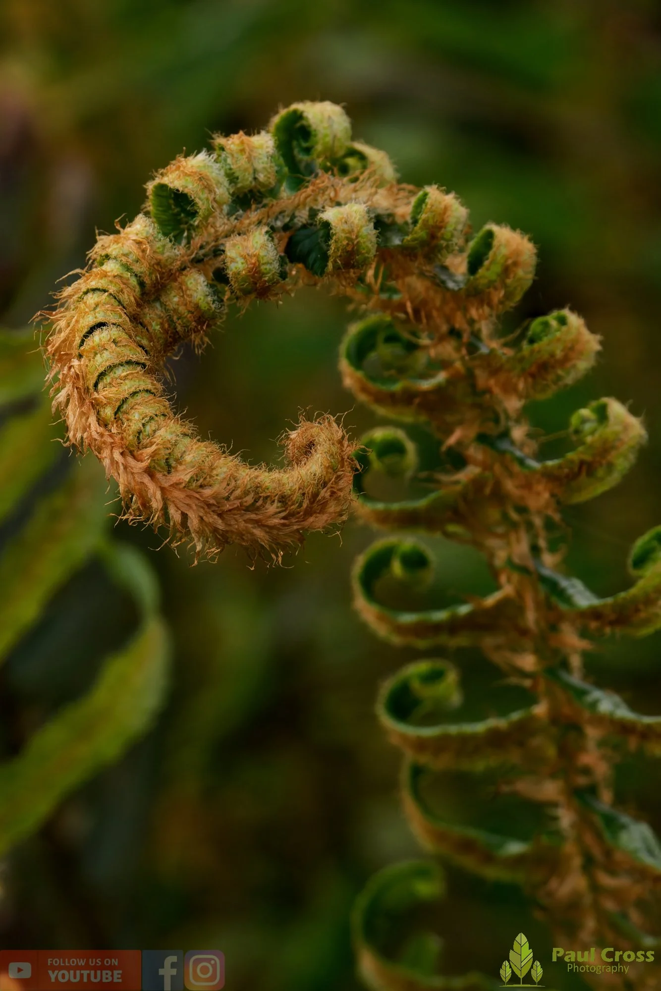 Western Sword Fern-00003.jpg
